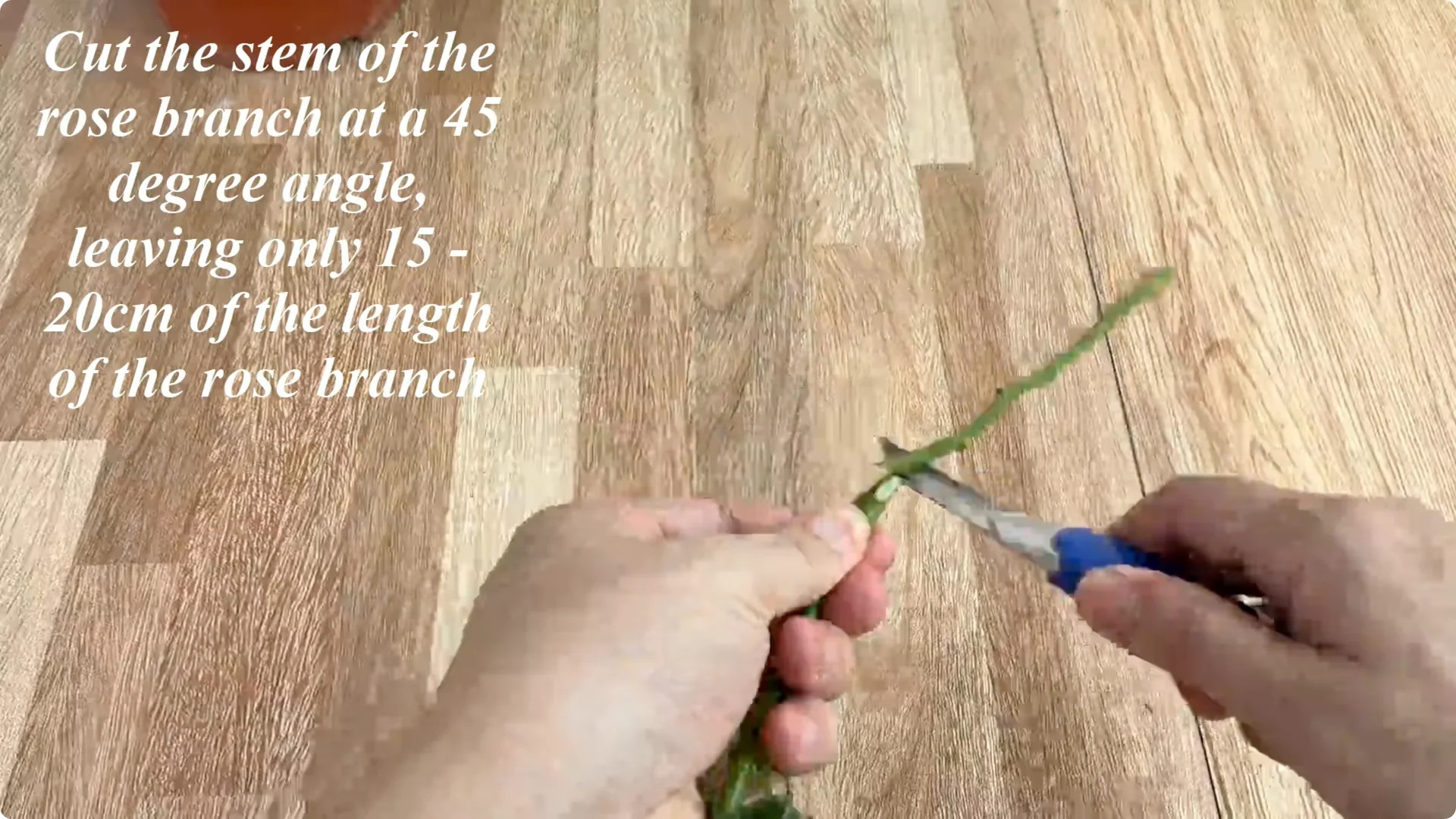 How One Thin Rose Branch Sparked a Blooming Surprise screenshot 2