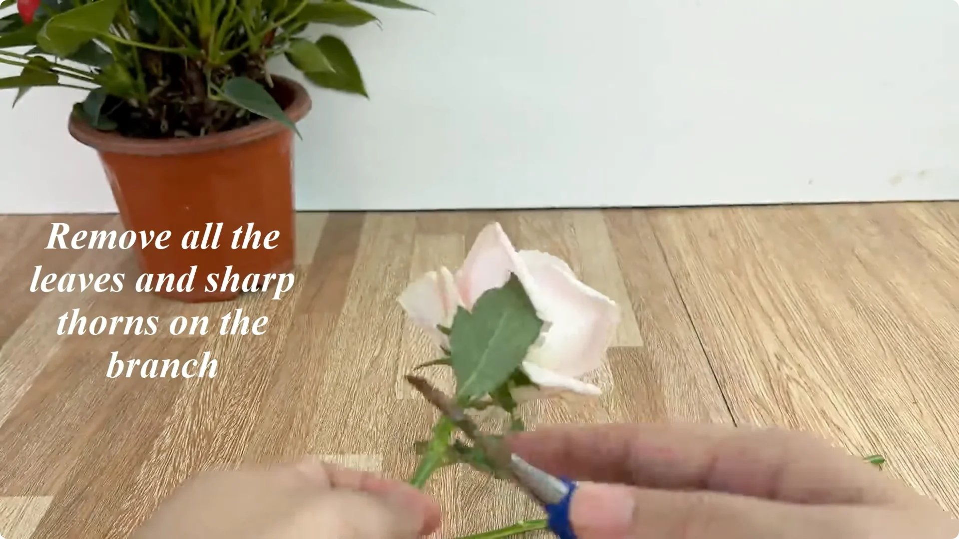 How One Thin Rose Branch Sparked a Blooming Surprise screenshot 3