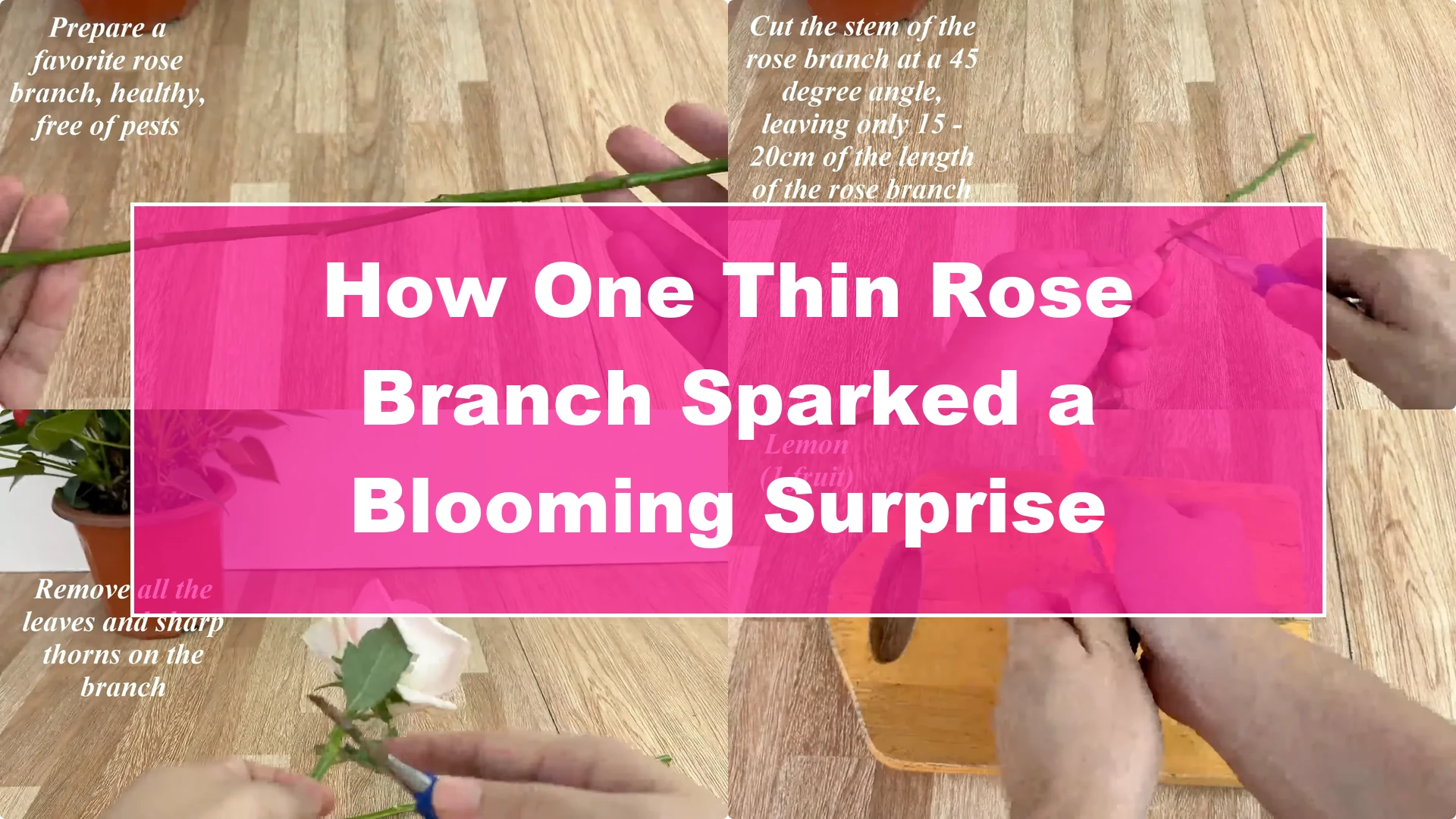 How One Thin Rose Branch Sparked a Blooming Surprise - Featured Image