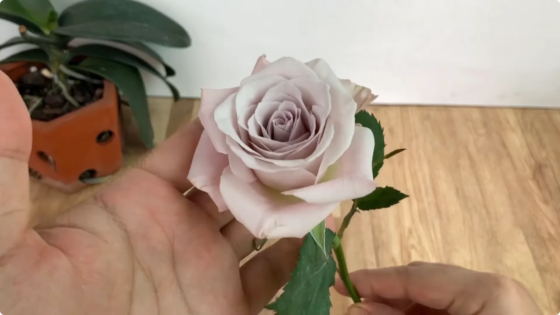 How One Thin Rose Slice Sparked Rapid Root Growth Overnight screenshot 1