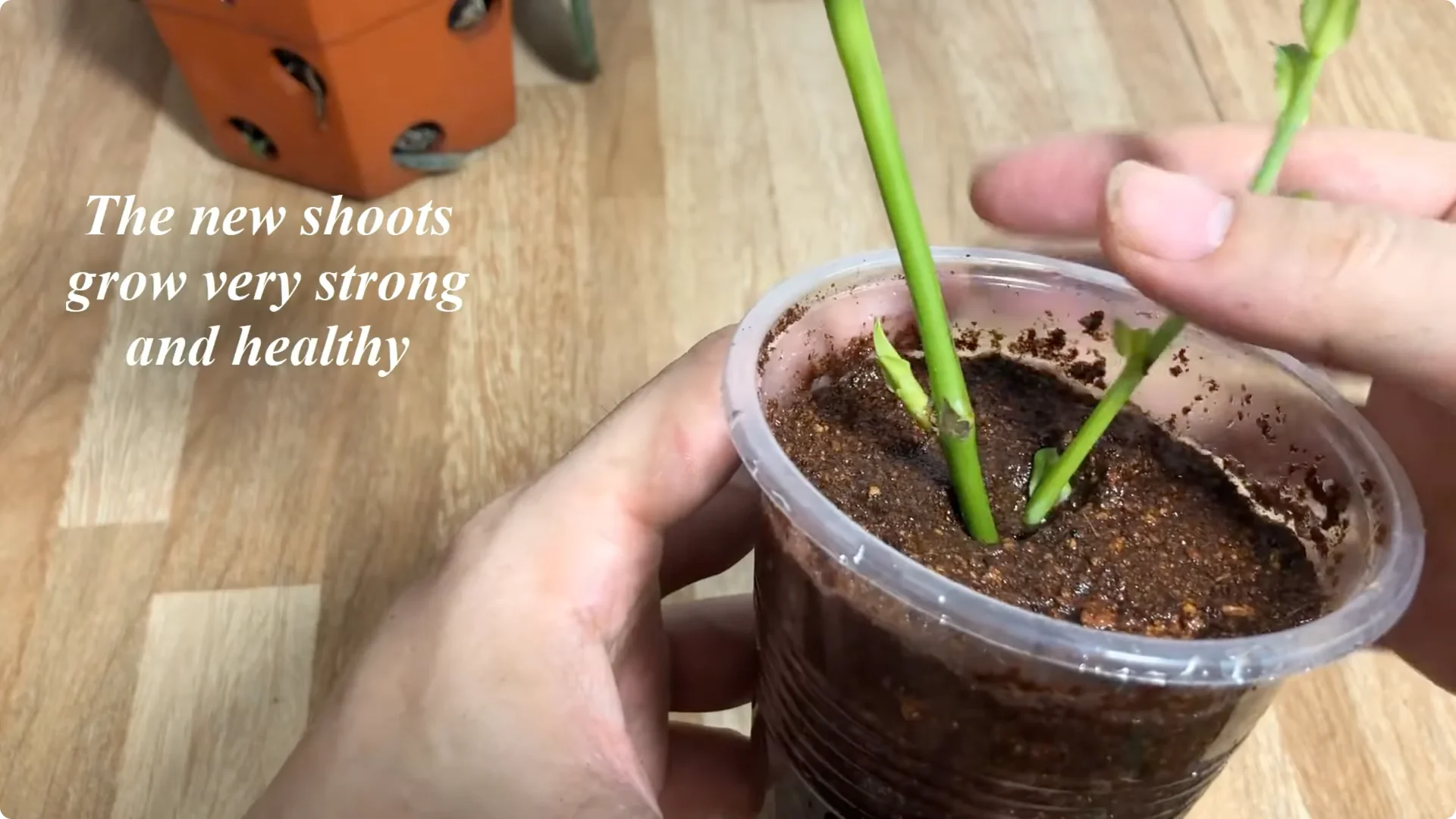 How One Thin Rose Slice Sparked Rapid Root Growth Overnight screenshot 10