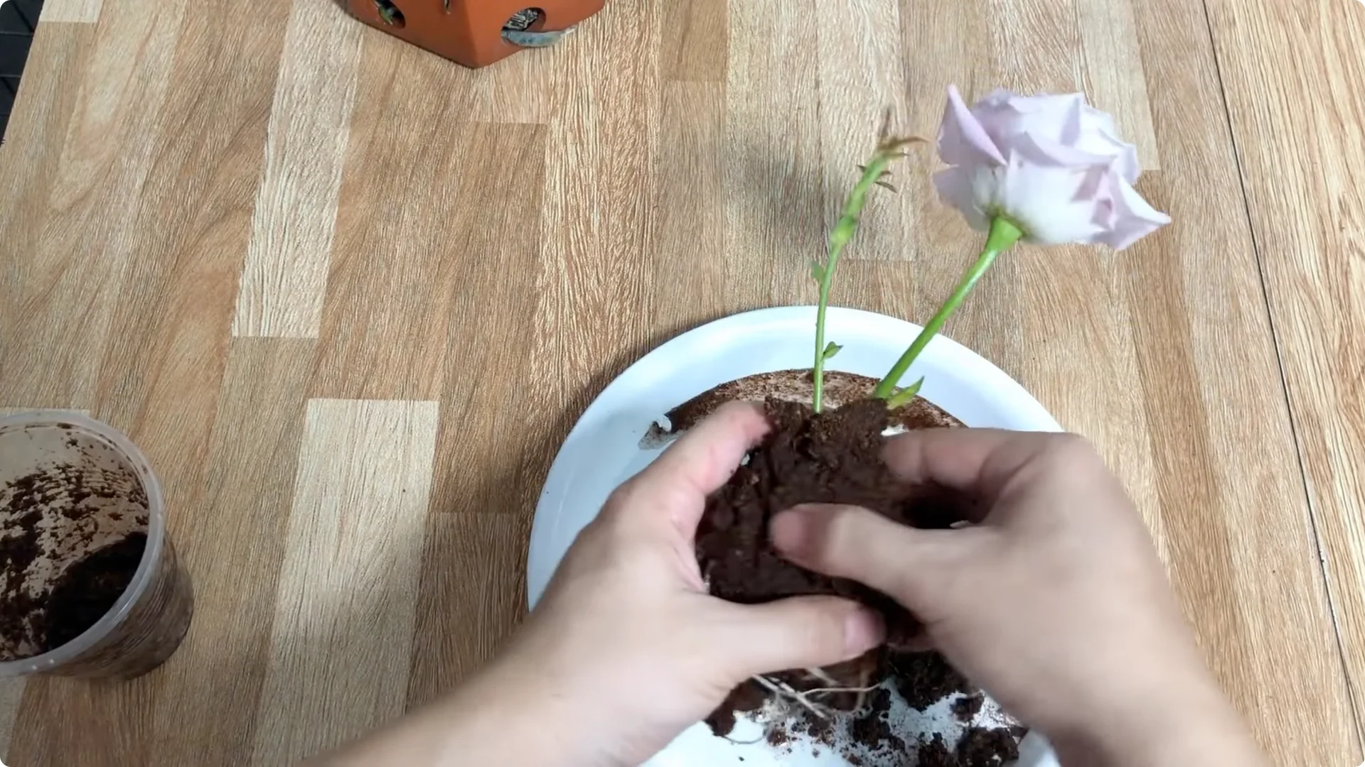 How One Thin Rose Slice Sparked Rapid Root Growth Overnight screenshot 11