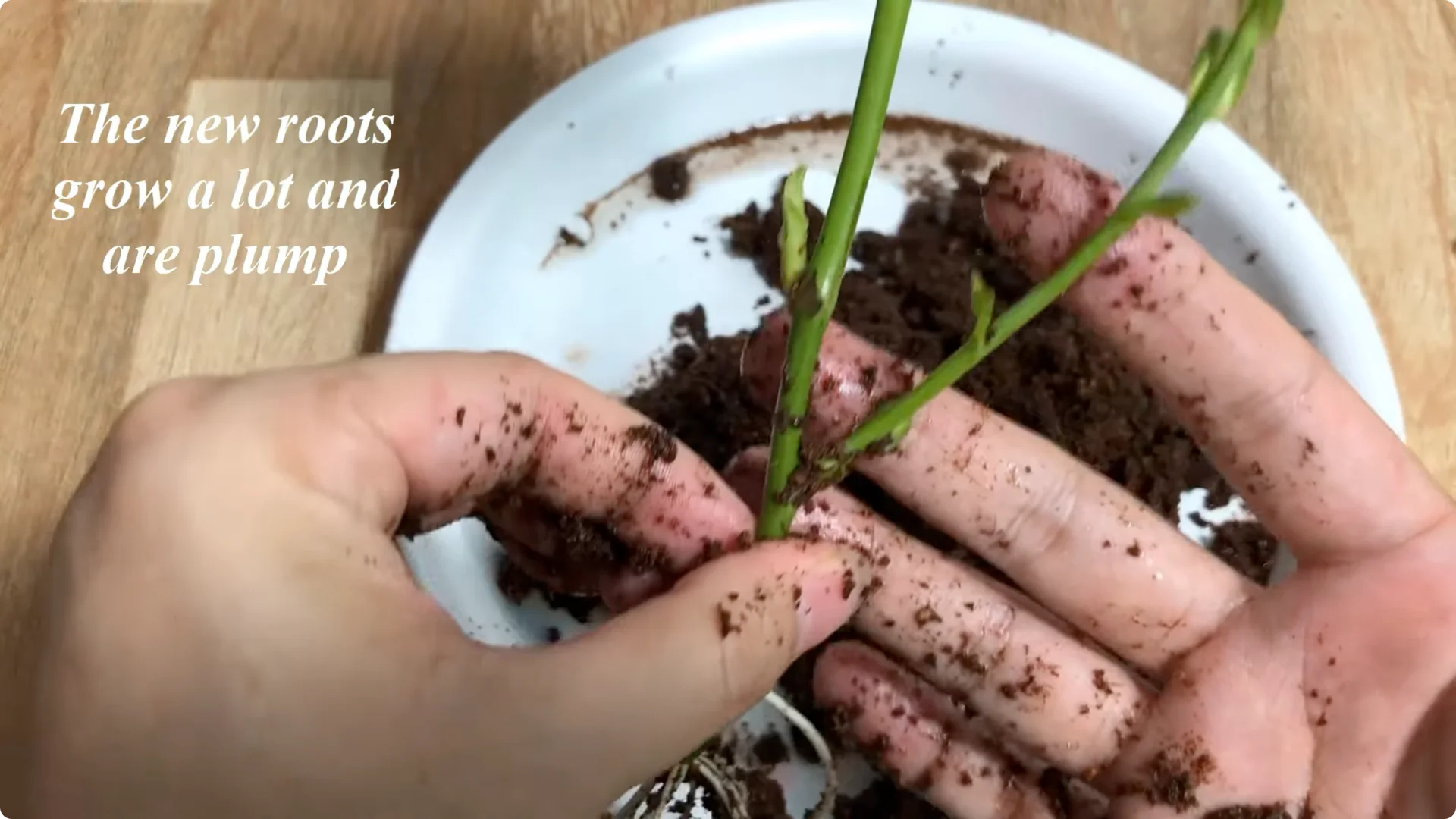 How One Thin Rose Slice Sparked Rapid Root Growth Overnight screenshot 12