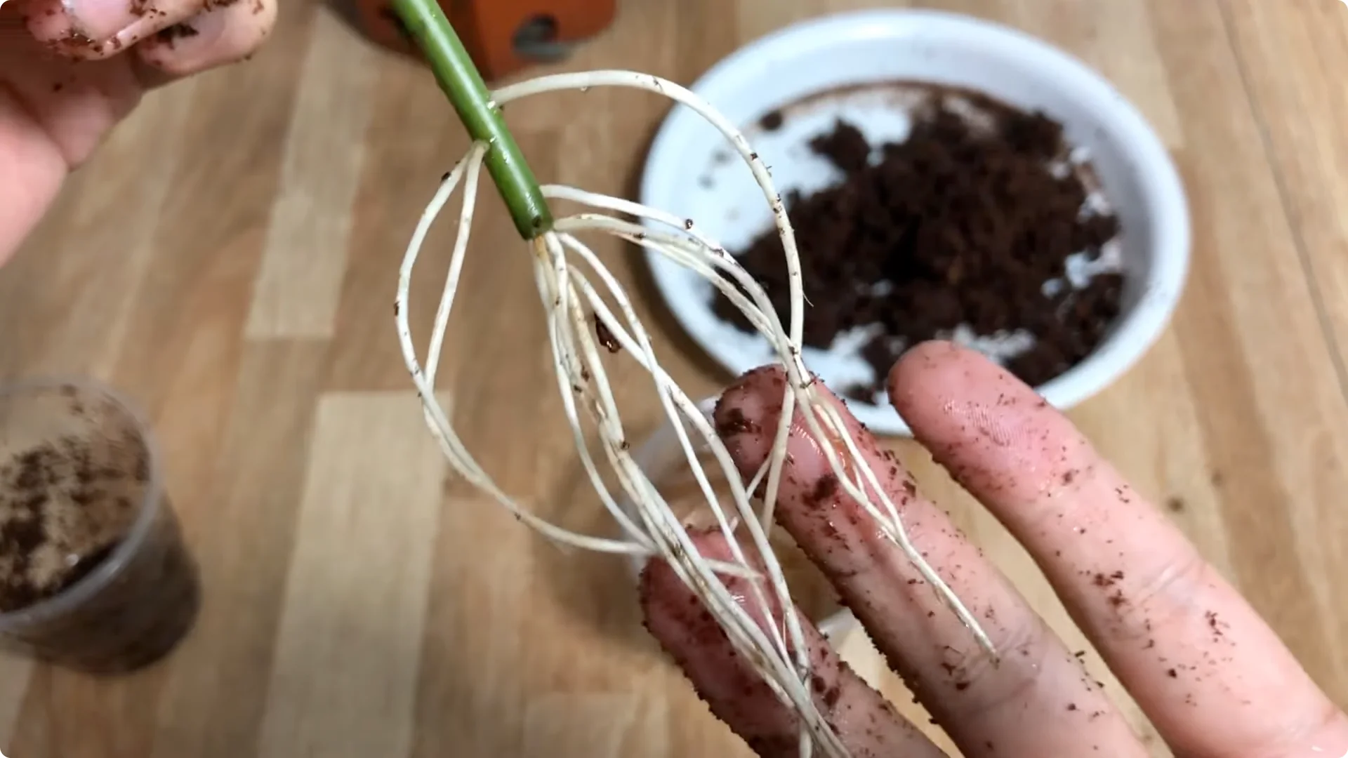 How One Thin Rose Slice Sparked Rapid Root Growth Overnight screenshot 13