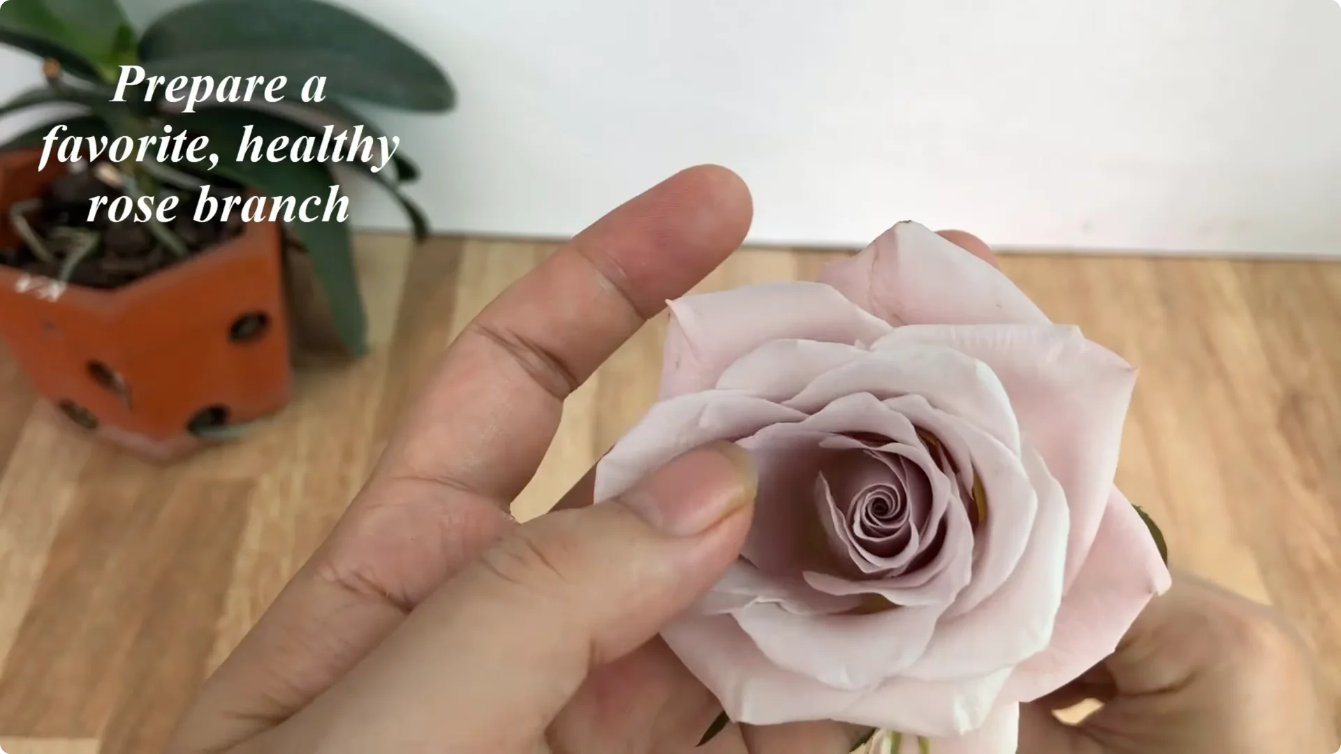 How One Thin Rose Slice Sparked Rapid Root Growth Overnight screenshot 2