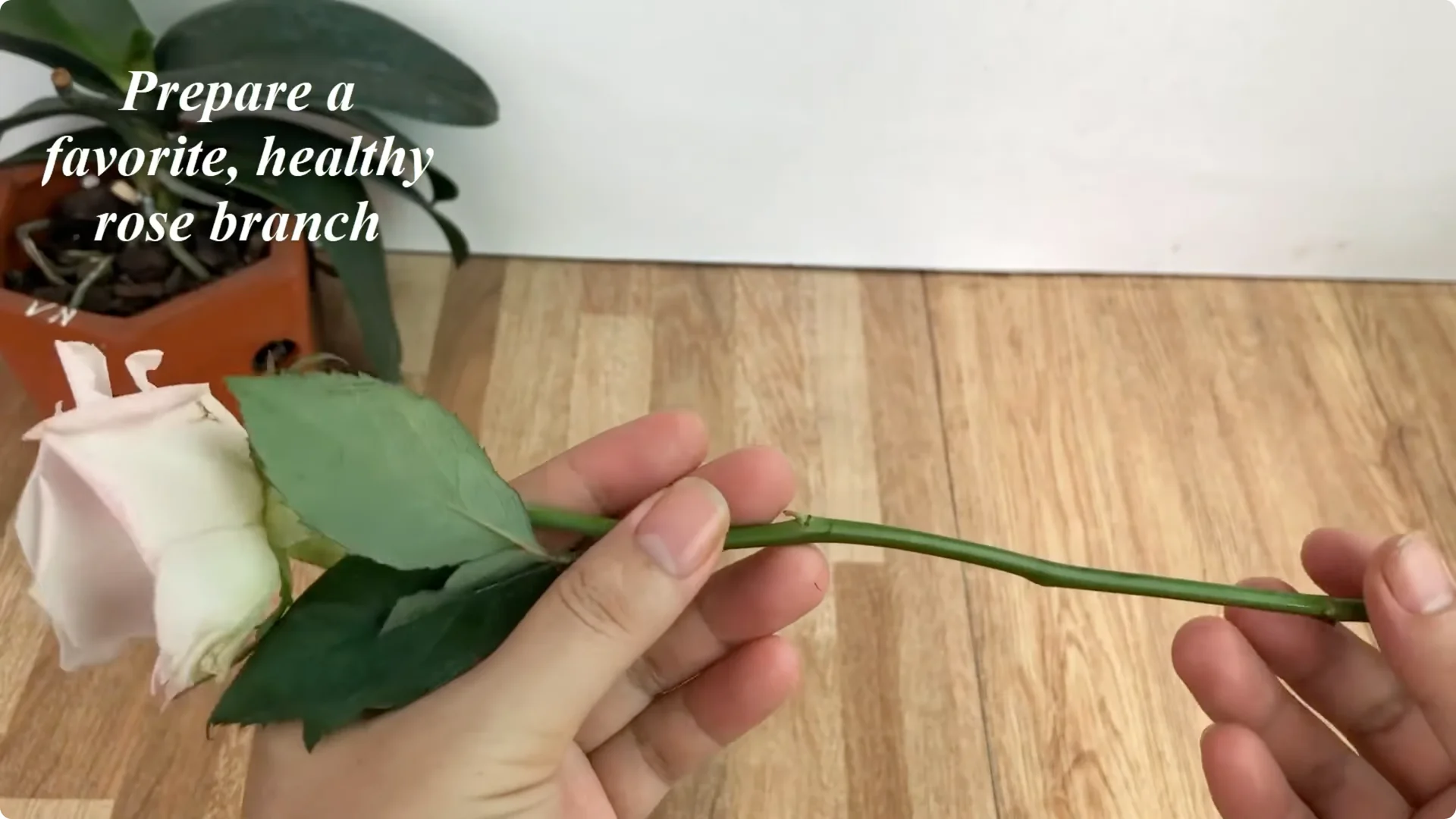 How One Thin Rose Slice Sparked Rapid Root Growth Overnight screenshot 3