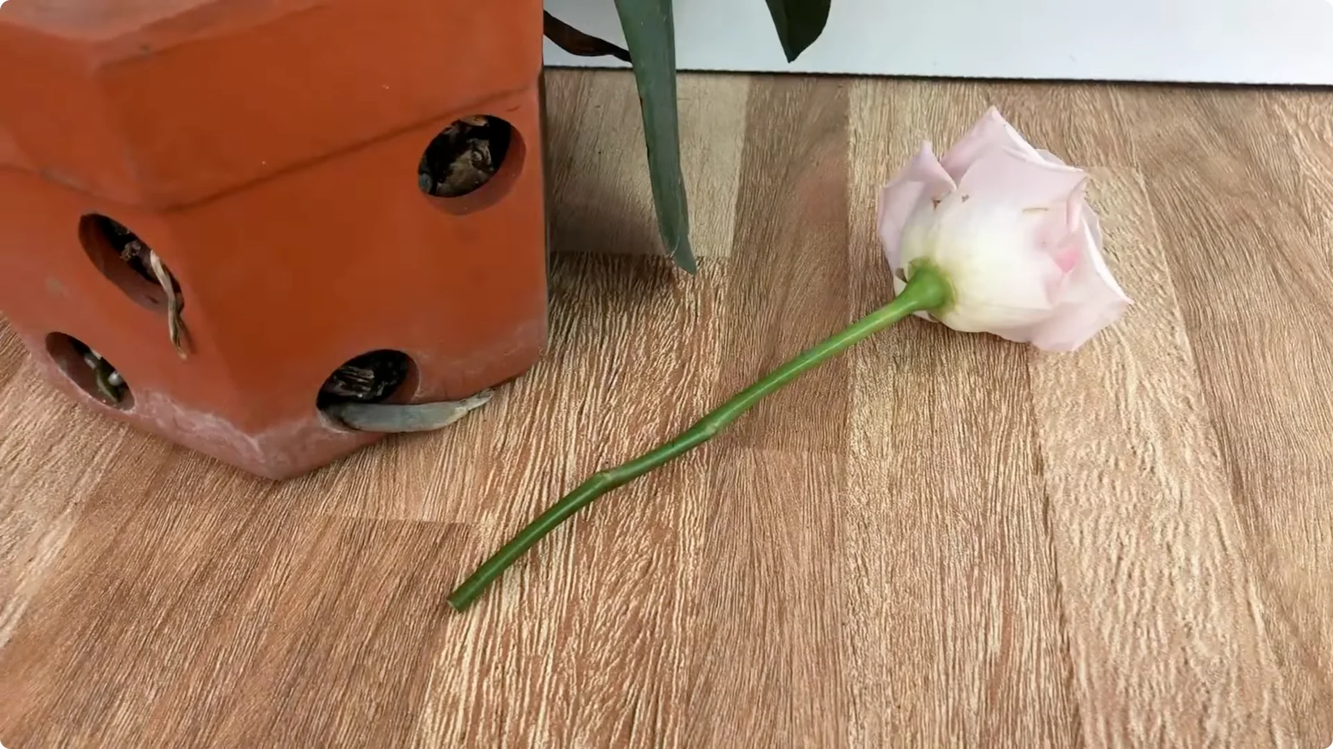 How One Thin Rose Slice Sparked Rapid Root Growth Overnight screenshot 4