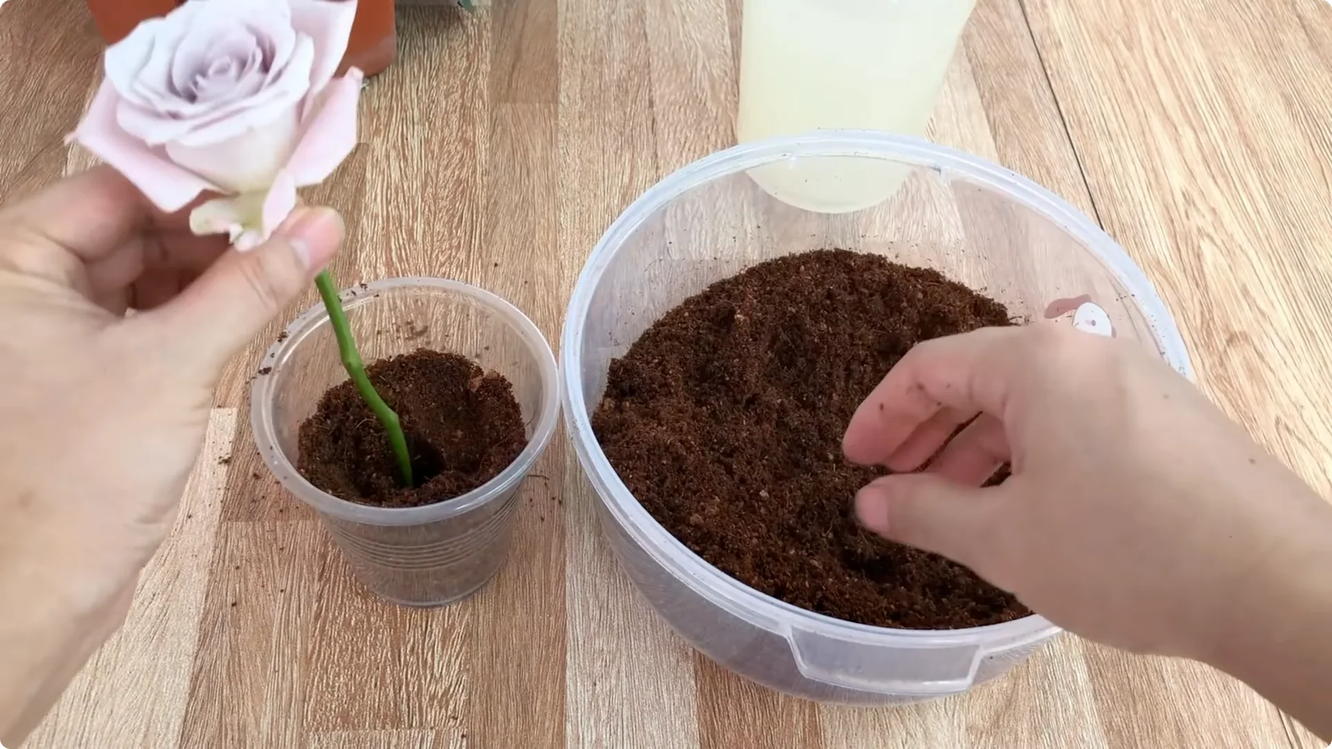 How One Thin Rose Slice Sparked Rapid Root Growth Overnight screenshot 8