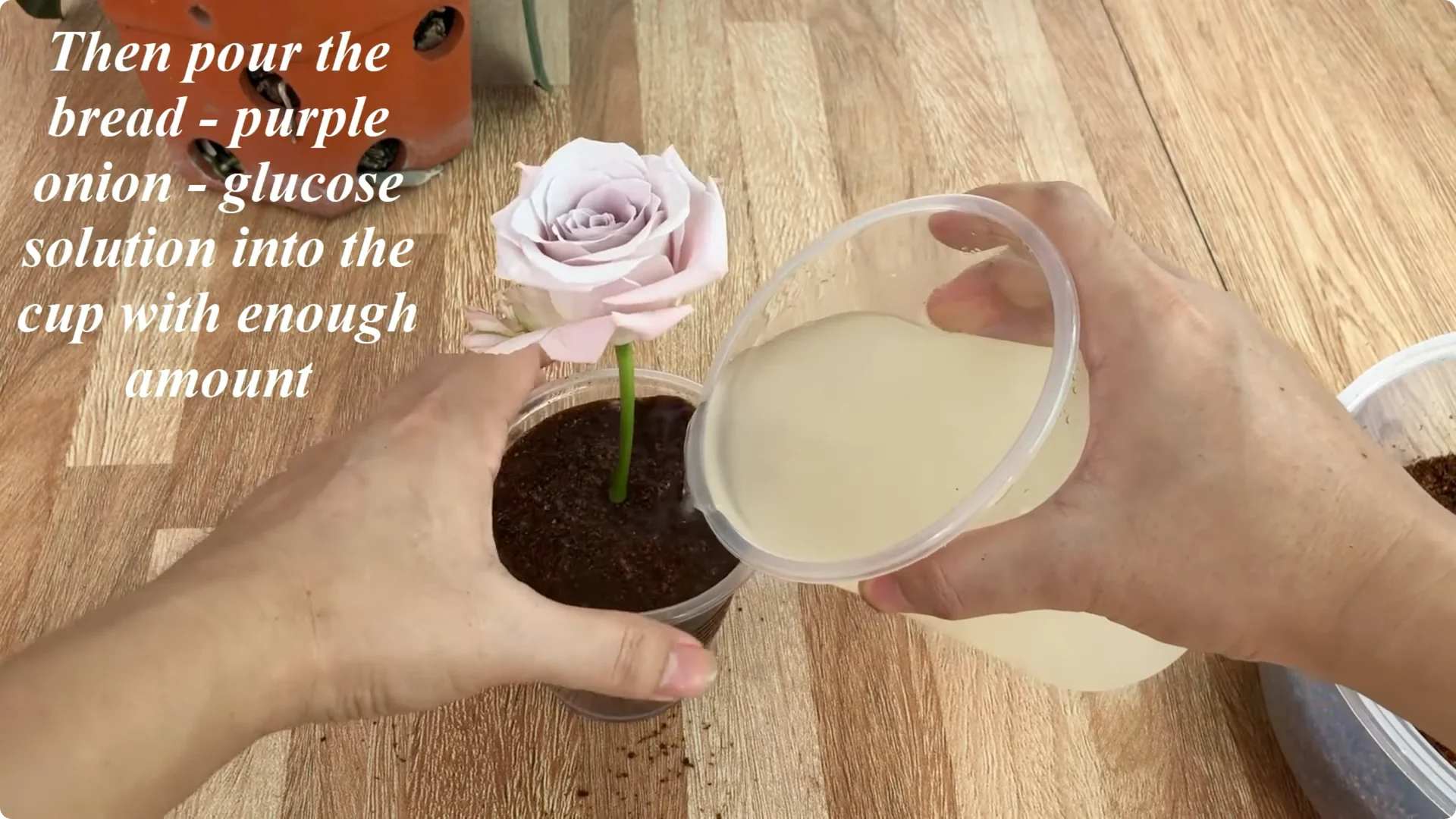 How One Thin Rose Slice Sparked Rapid Root Growth Overnight screenshot 9