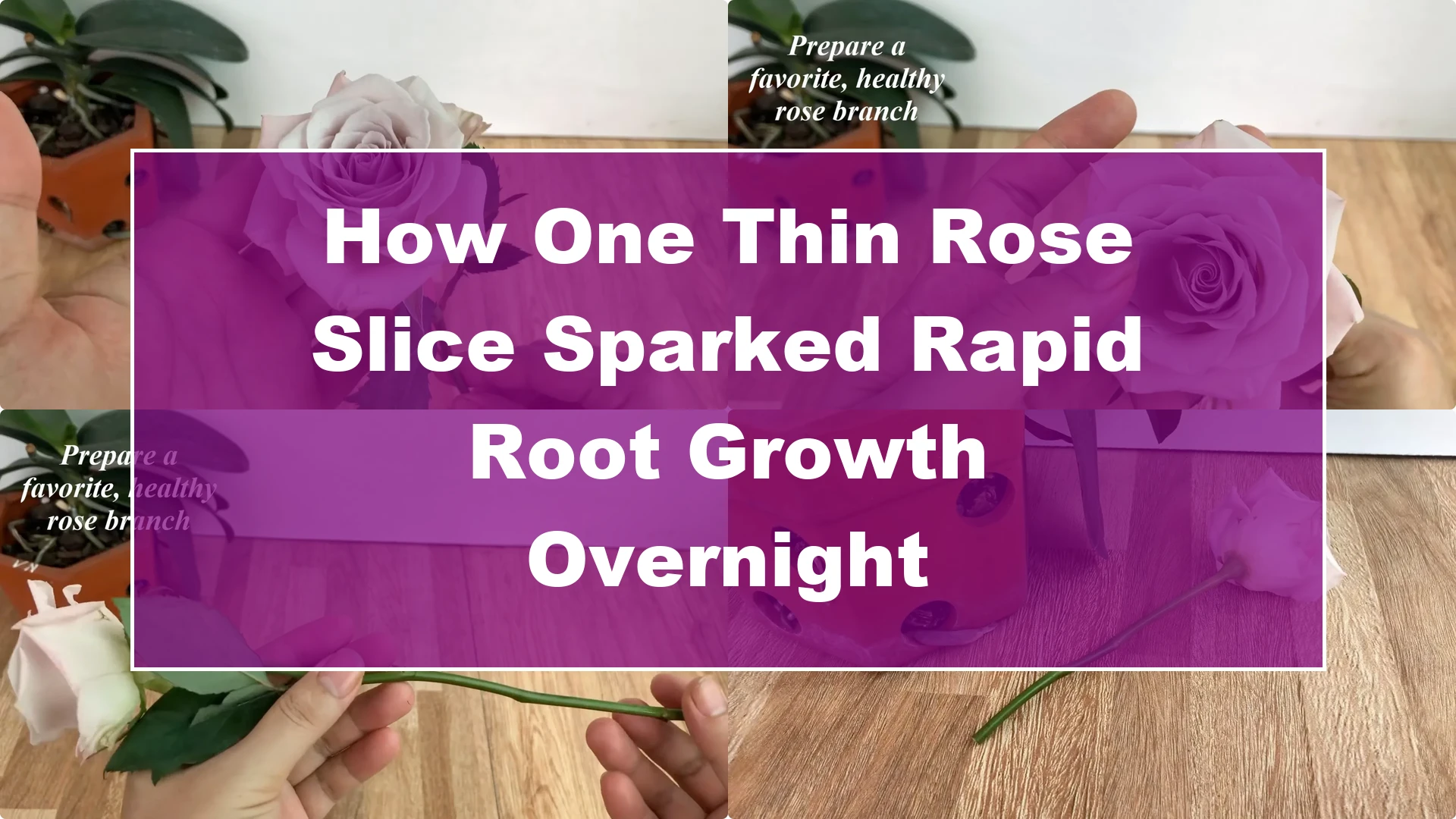 How One Thin Rose Slice Sparked Rapid Root Growth Overnight - Featured Image
