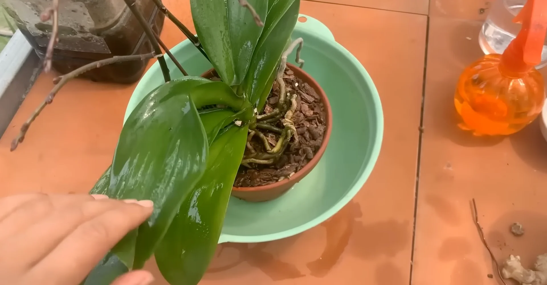 How Orchids Bloom Beautifully with Just One Monthly Care? screenshot 10