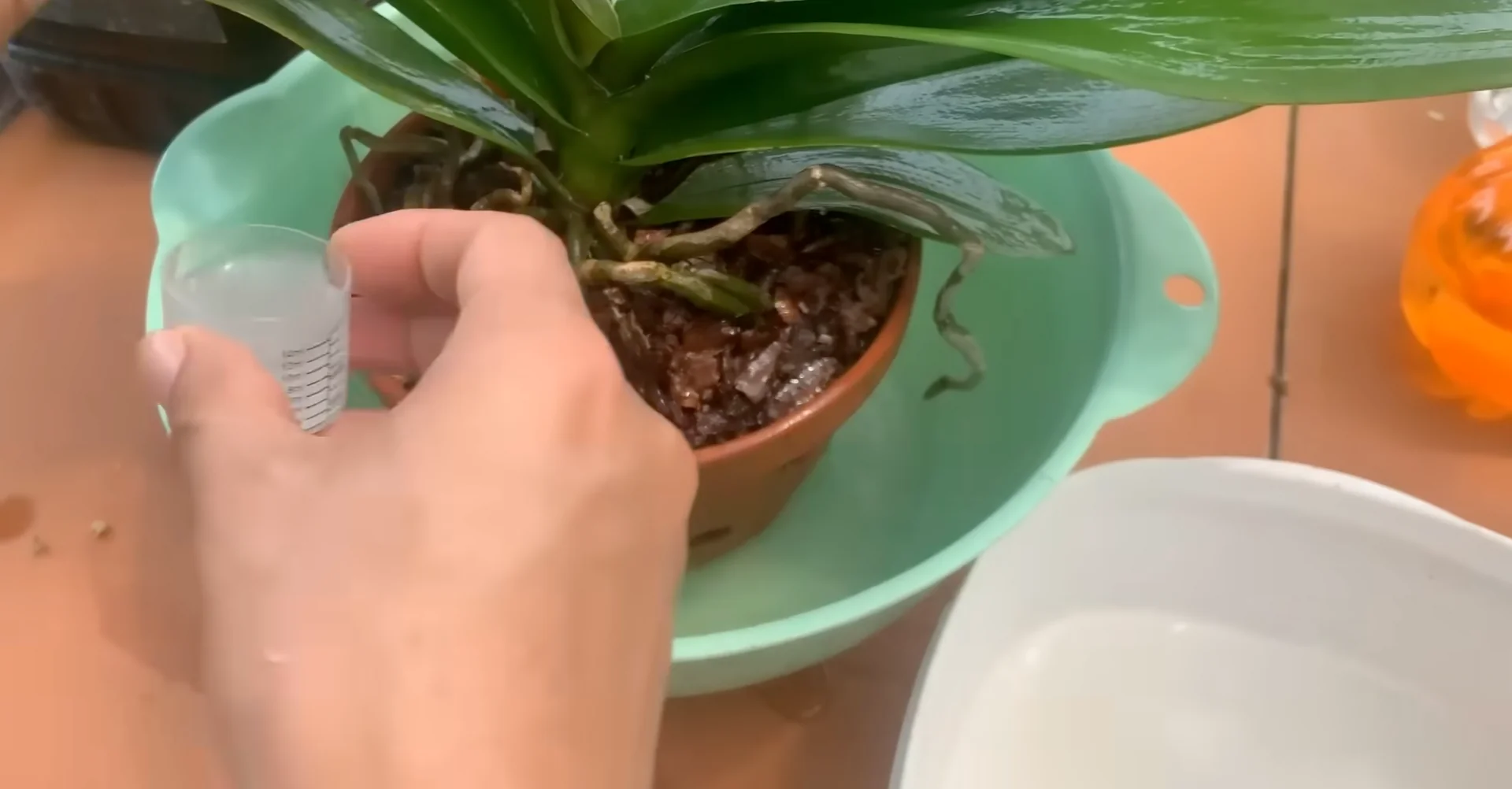 How Orchids Bloom Beautifully with Just One Monthly Care? screenshot 11