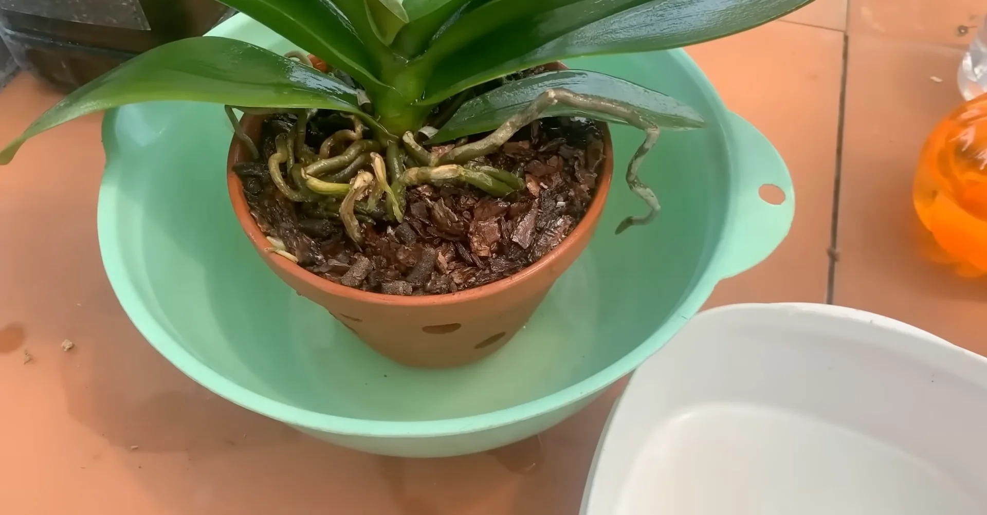 How Orchids Bloom Beautifully with Just One Monthly Care? screenshot 12