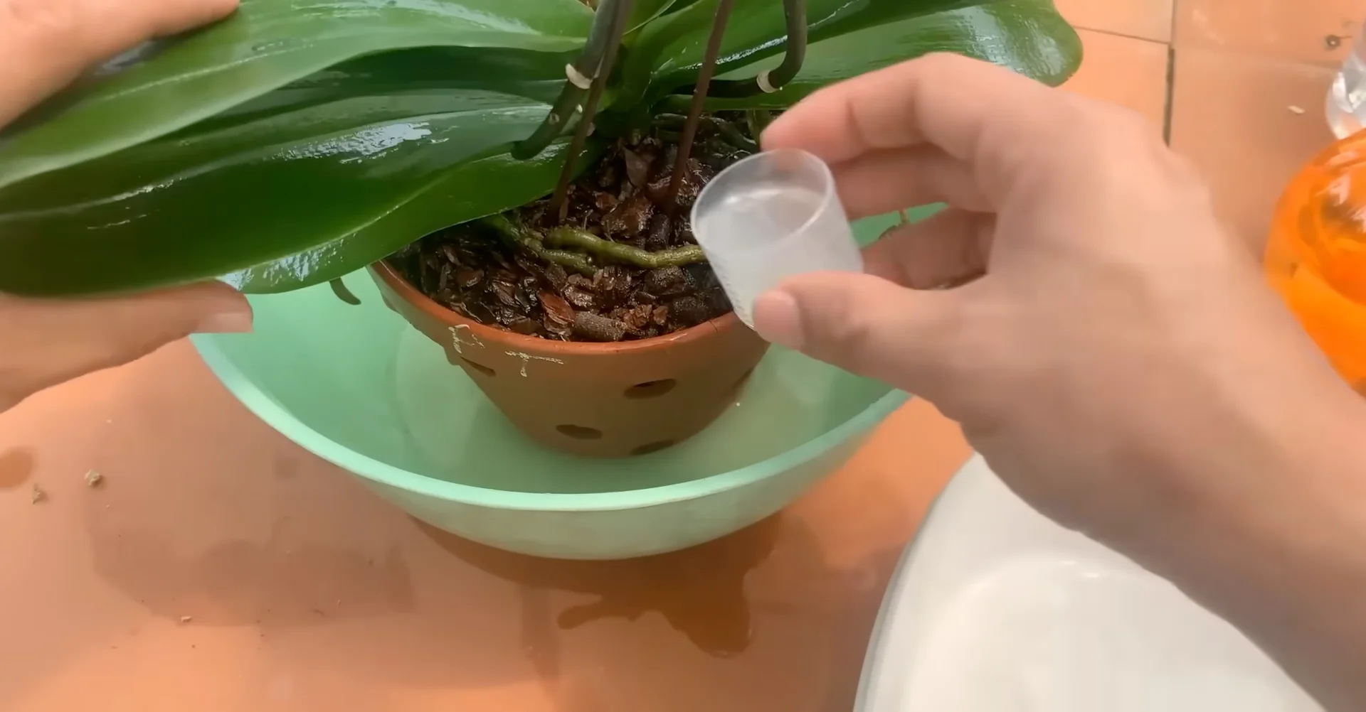 How Orchids Bloom Beautifully with Just One Monthly Care? screenshot 13