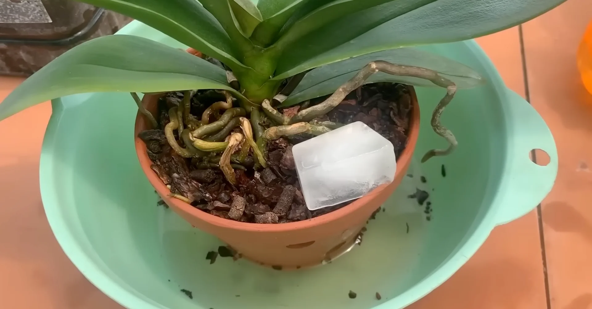 How Orchids Bloom Beautifully with Just One Monthly Care? screenshot 16