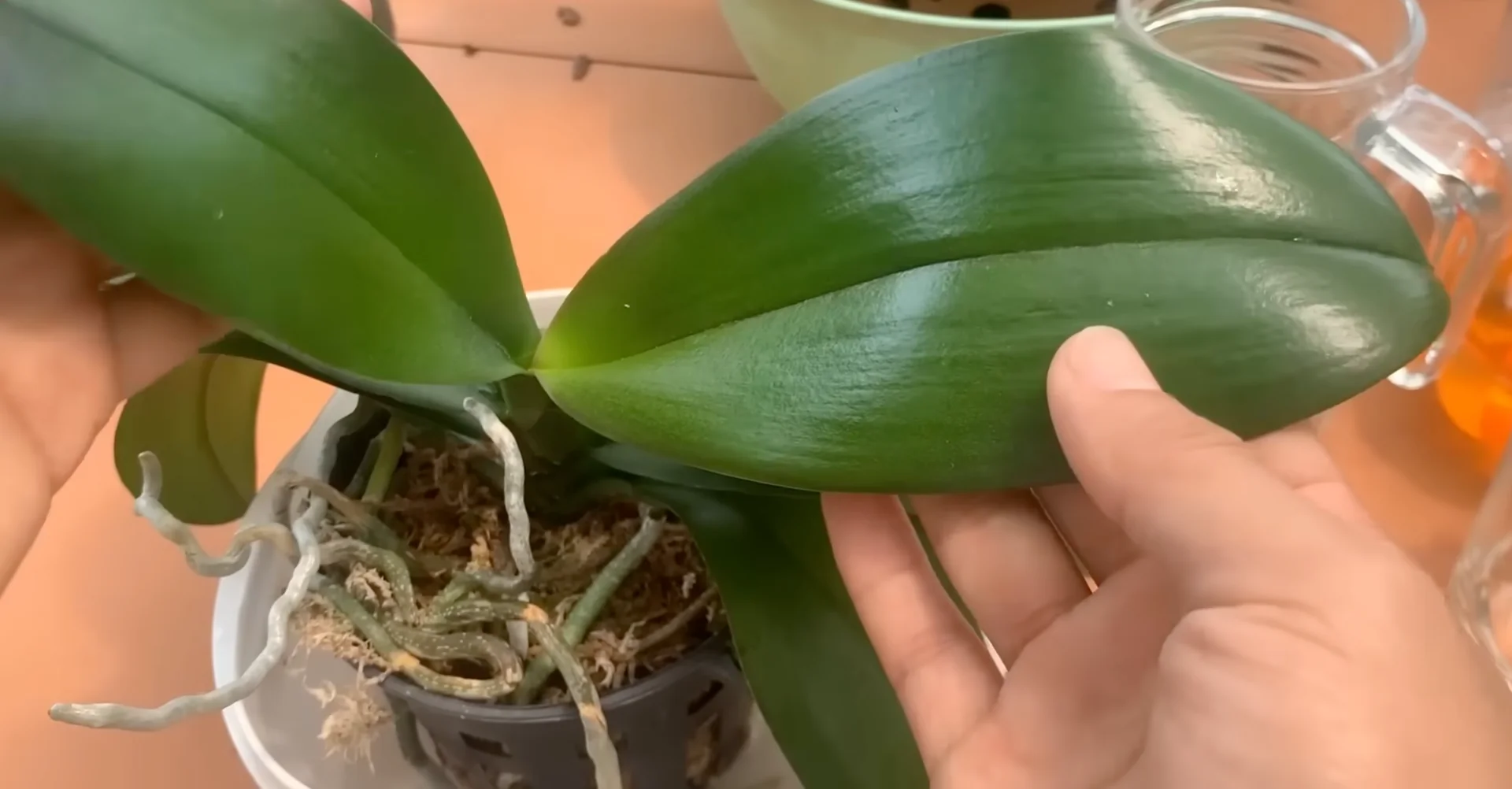 How Orchids Bloom Beautifully with Just One Monthly Care? screenshot 17