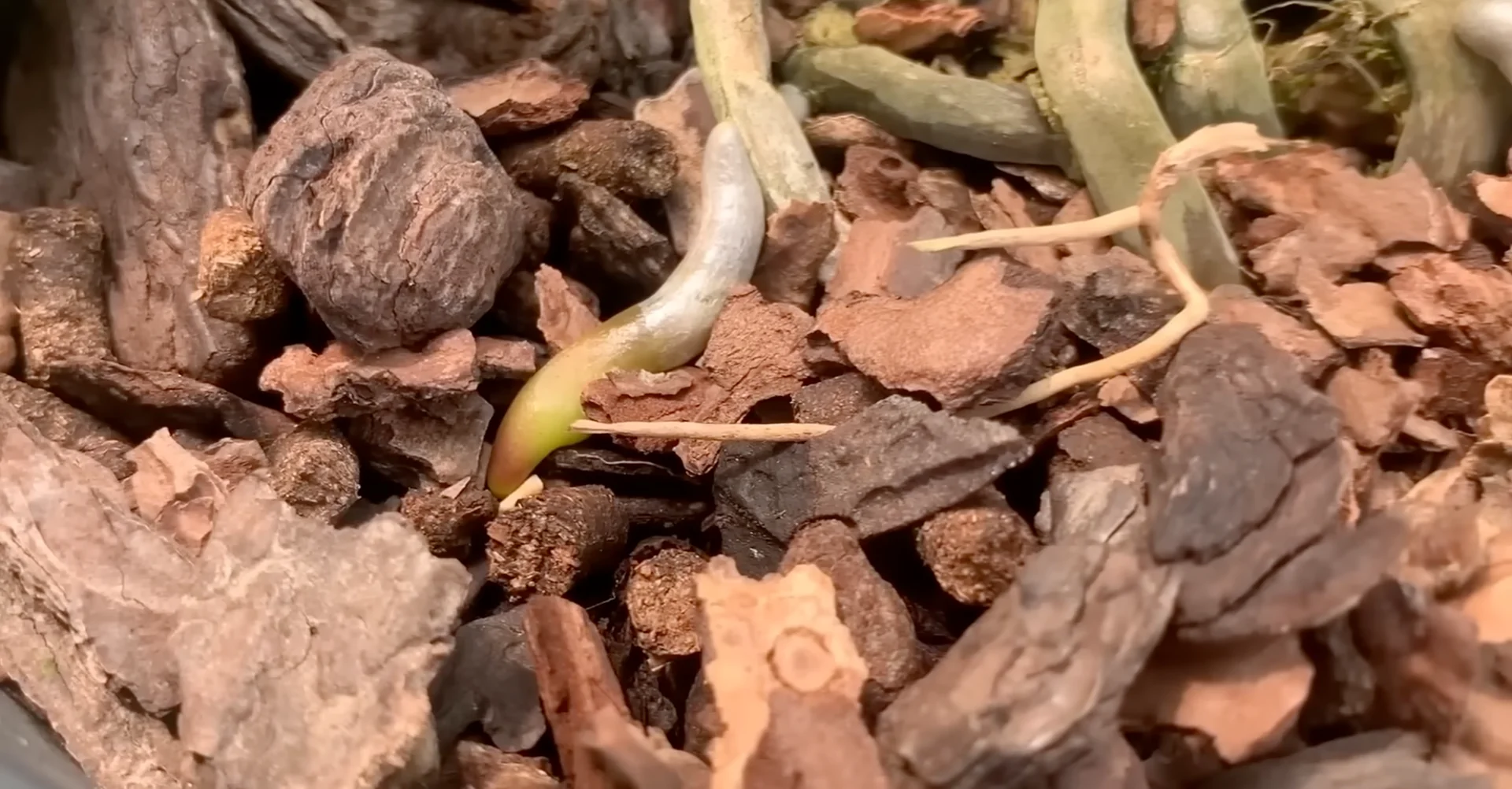 How Orchids Bloom Beautifully with Just One Monthly Care? screenshot 18