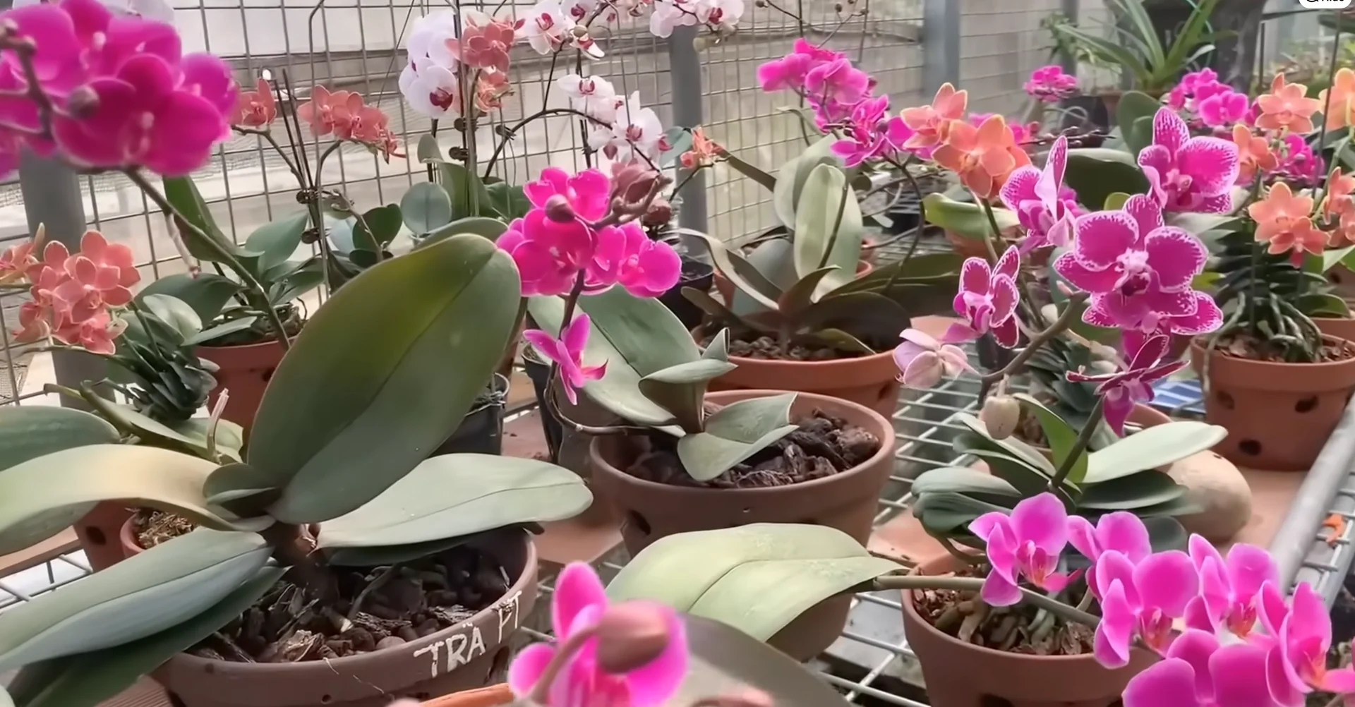 How Orchids Bloom Beautifully with Just One Monthly Care? screenshot 19