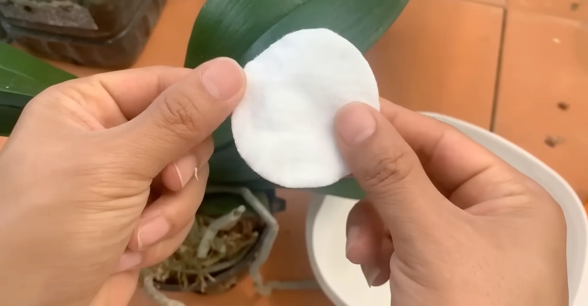 How Orchids Bloom Beautifully with Just One Monthly Care? screenshot 4