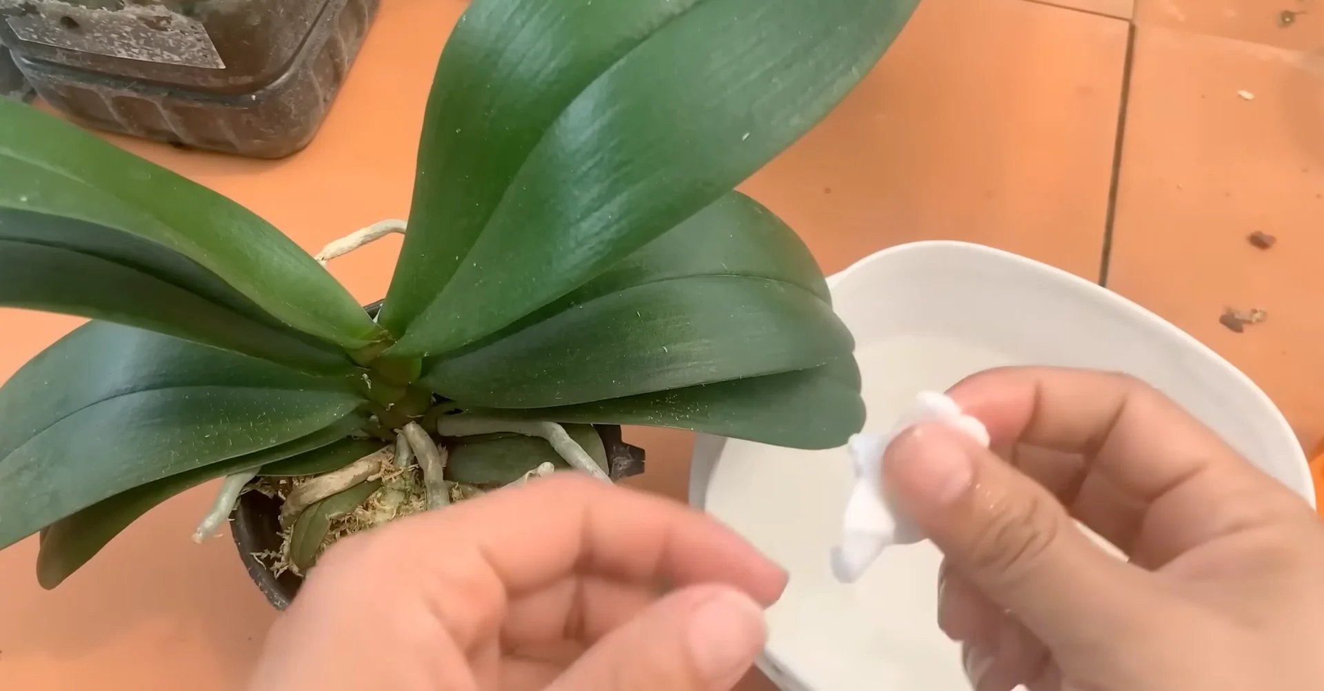 How Orchids Bloom Beautifully with Just One Monthly Care? screenshot 5
