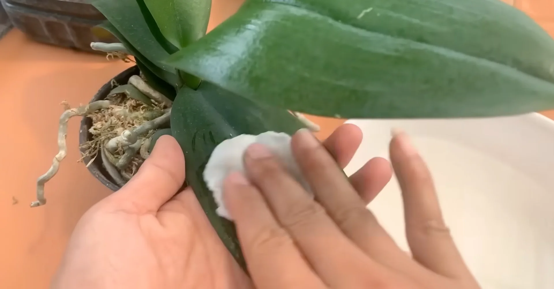 How Orchids Bloom Beautifully with Just One Monthly Care? screenshot 6