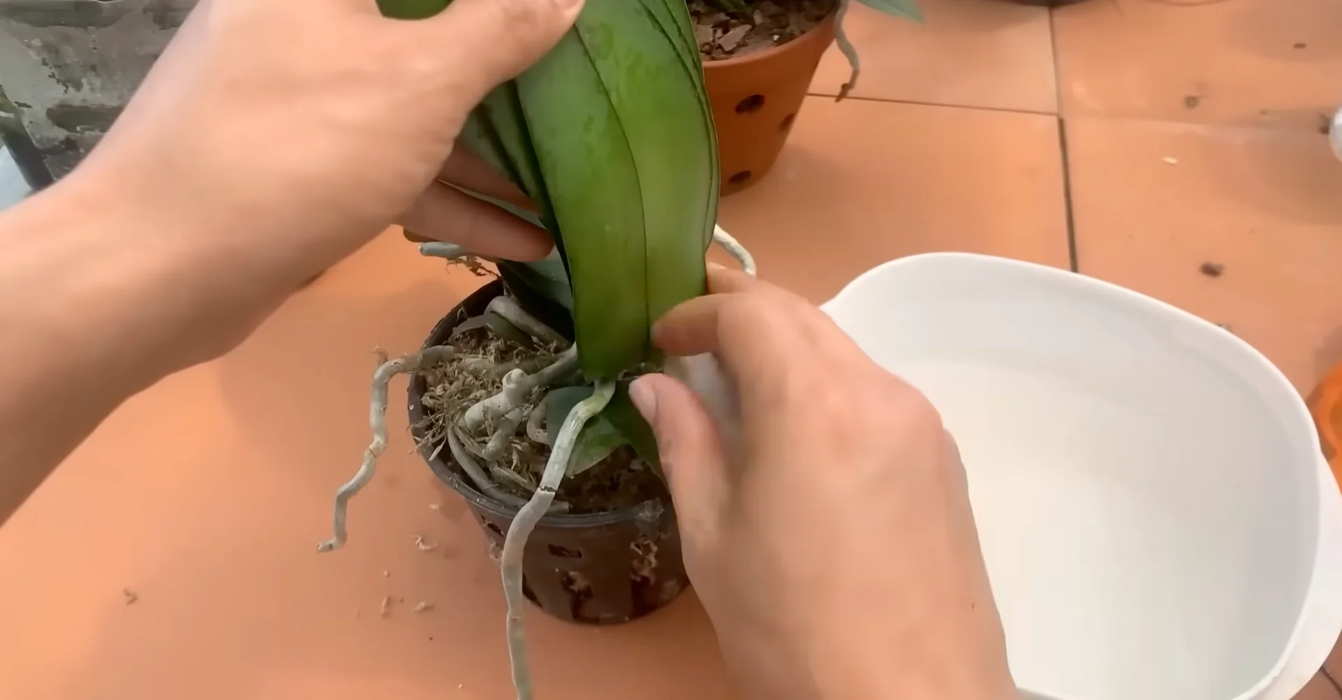 How Orchids Bloom Beautifully with Just One Monthly Care? screenshot 7