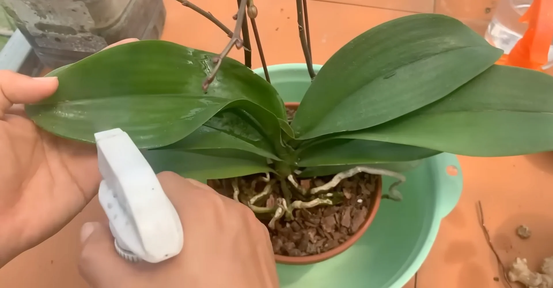 How Orchids Bloom Beautifully with Just One Monthly Care? screenshot 9