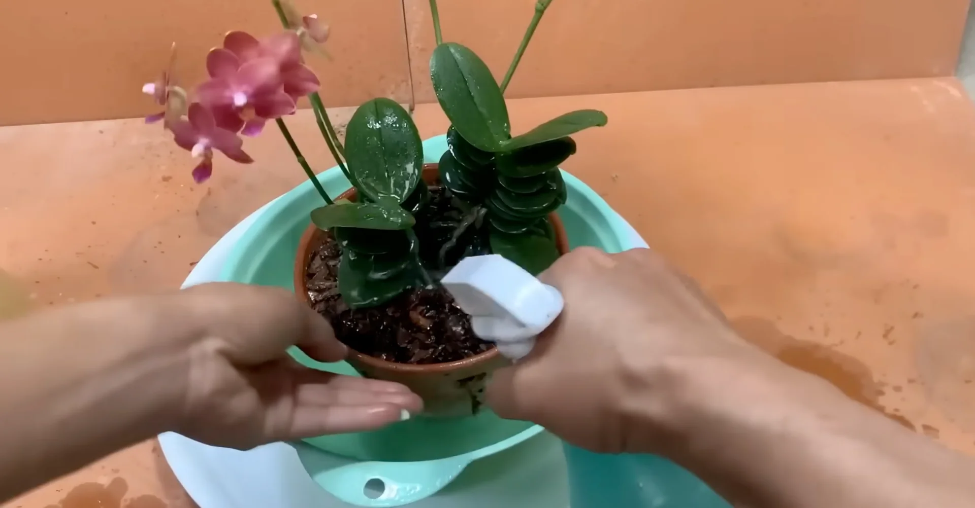 How Potato & Ginger Help Orchids Bloom Repeatedly? screenshot 10