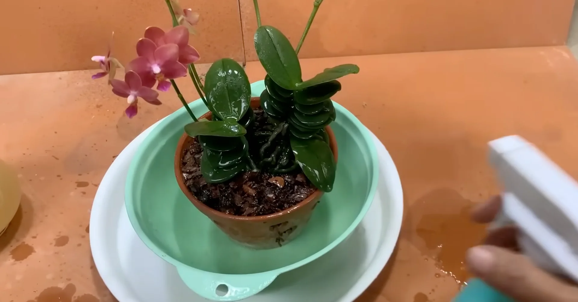 How Potato & Ginger Help Orchids Bloom Repeatedly? screenshot 11