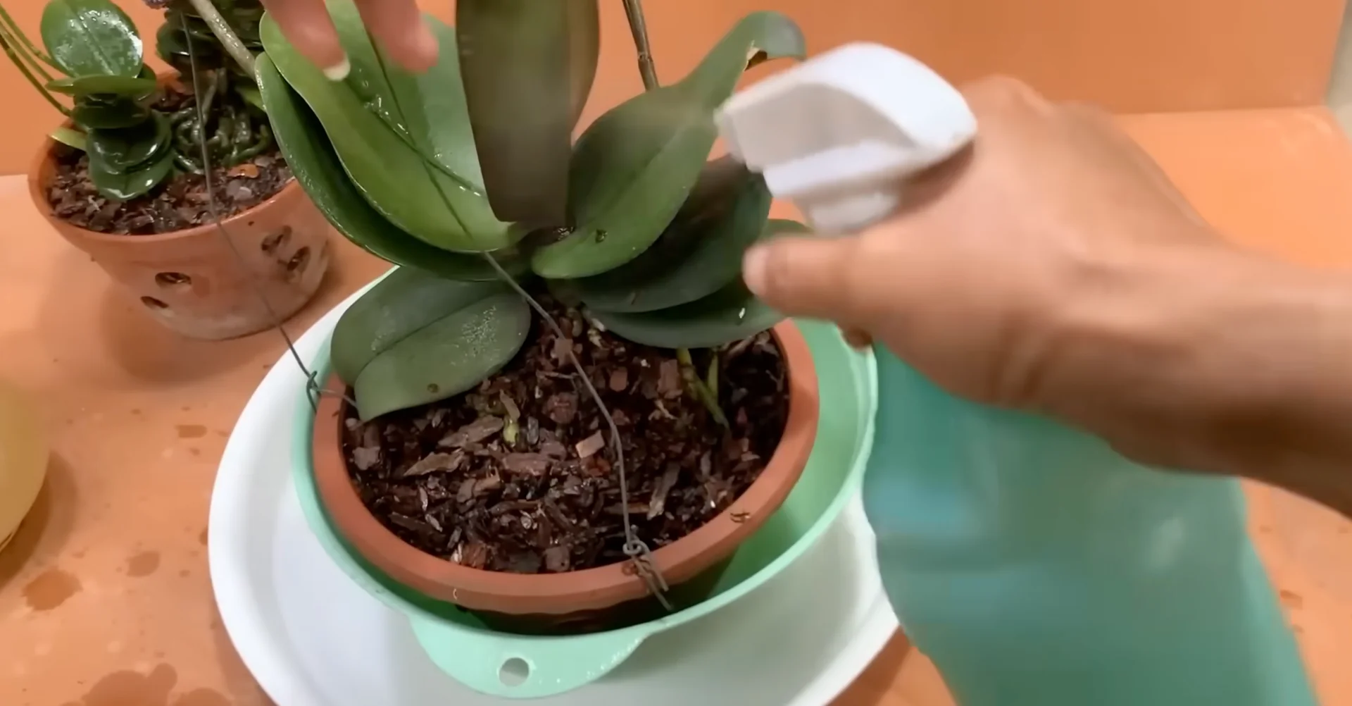 How Potato & Ginger Help Orchids Bloom Repeatedly? screenshot 12
