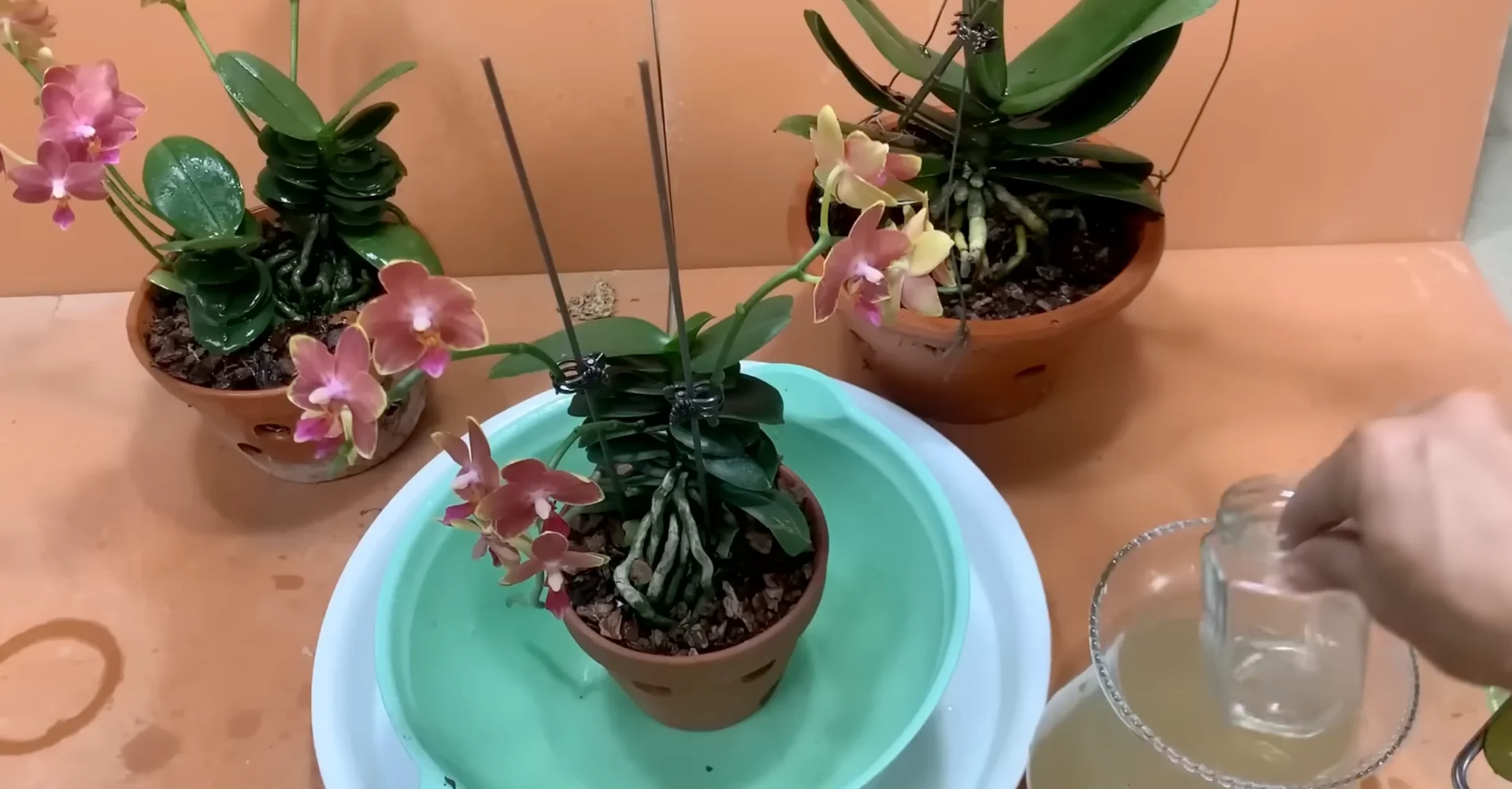 How Potato & Ginger Help Orchids Bloom Repeatedly? screenshot 13
