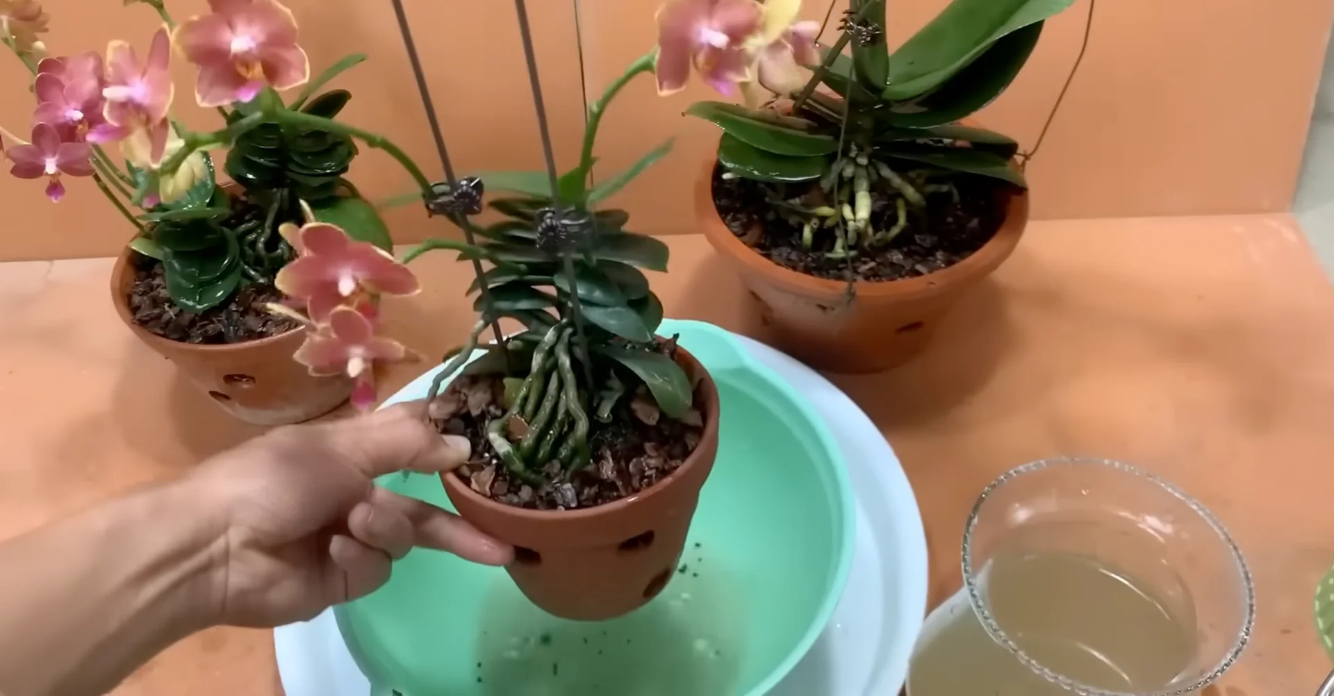 How Potato & Ginger Help Orchids Bloom Repeatedly? screenshot 14