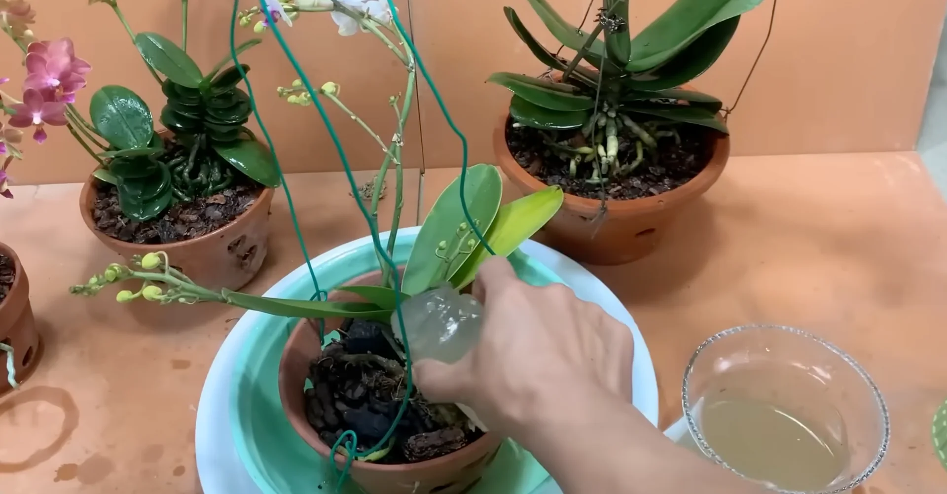 How Potato & Ginger Help Orchids Bloom Repeatedly? screenshot 15