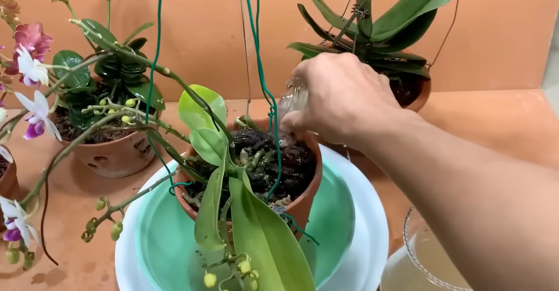 How Potato & Ginger Help Orchids Bloom Repeatedly? screenshot 16