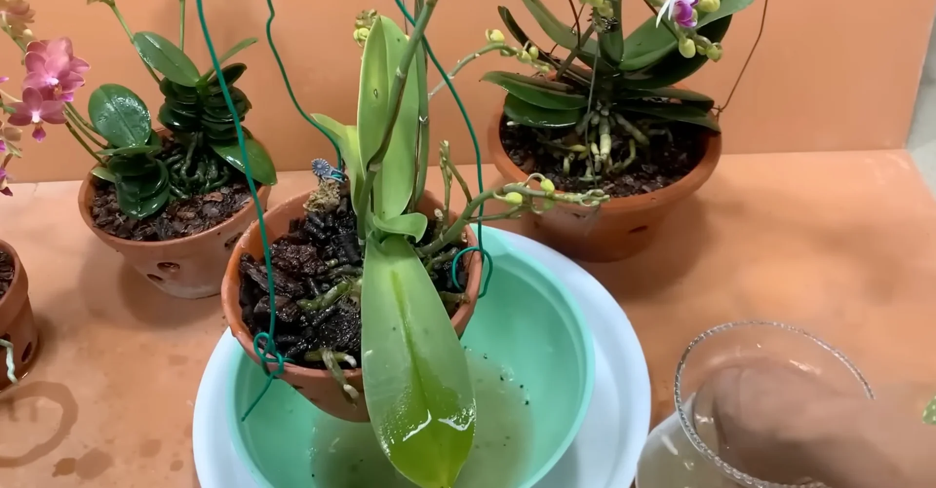 How Potato & Ginger Help Orchids Bloom Repeatedly? screenshot 17
