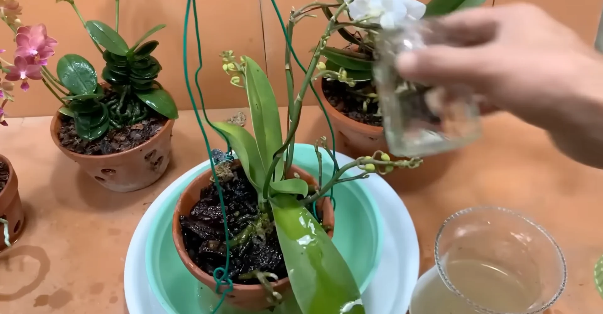 How Potato & Ginger Help Orchids Bloom Repeatedly? screenshot 18