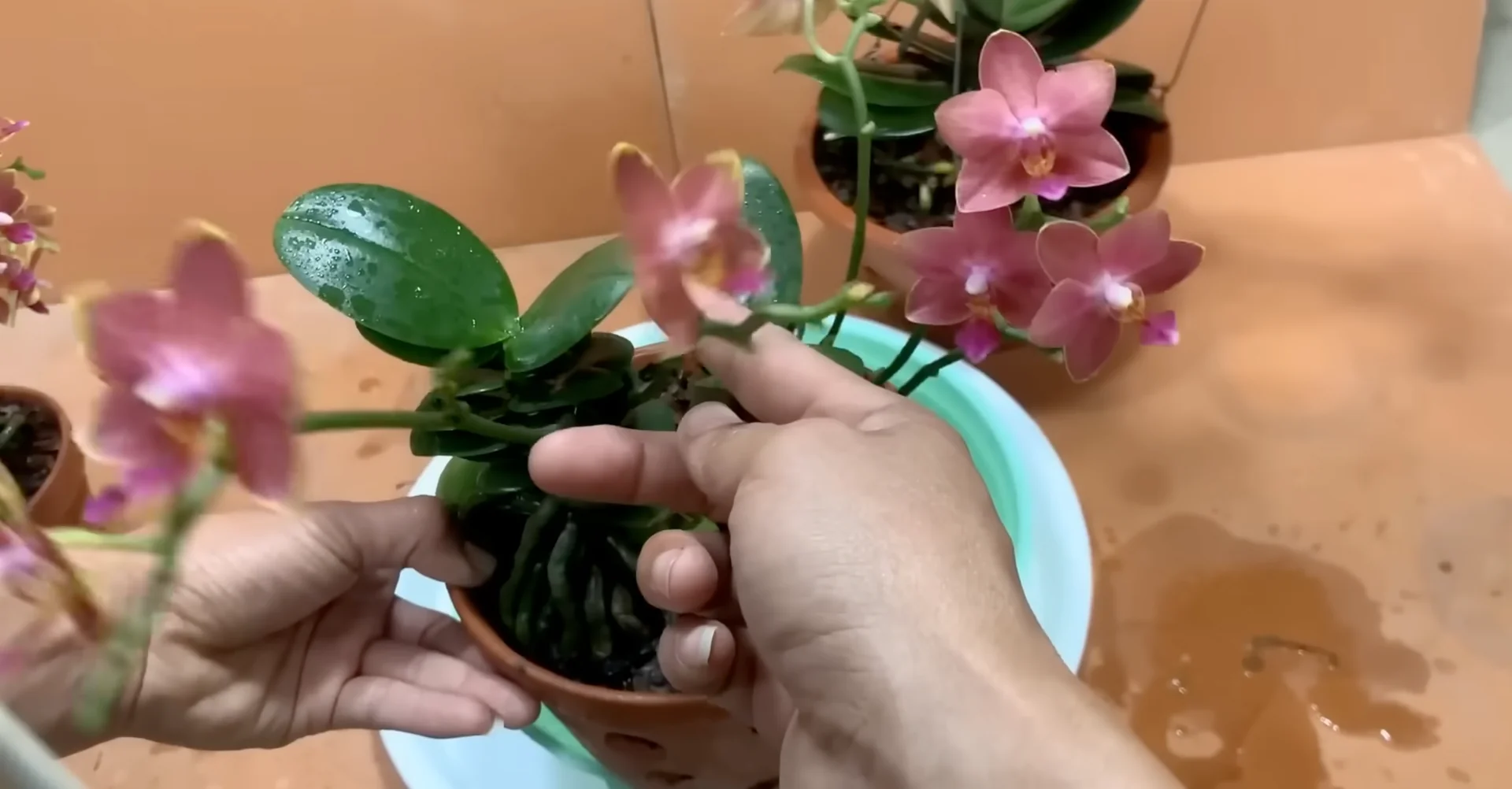 How Potato & Ginger Help Orchids Bloom Repeatedly? screenshot 20
