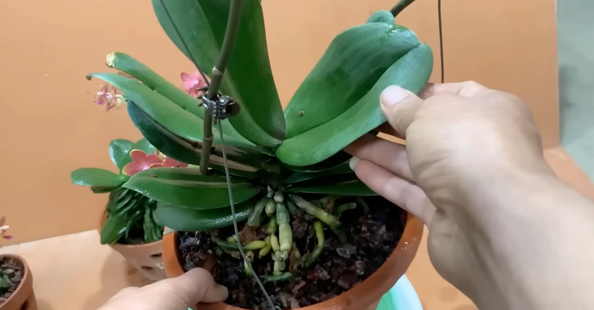 How Potato & Ginger Help Orchids Bloom Repeatedly? screenshot 21