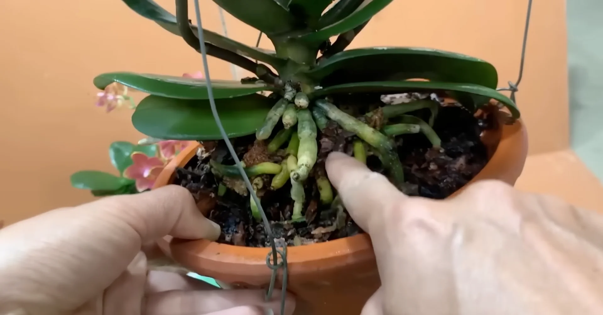 How Potato & Ginger Help Orchids Bloom Repeatedly? screenshot 22