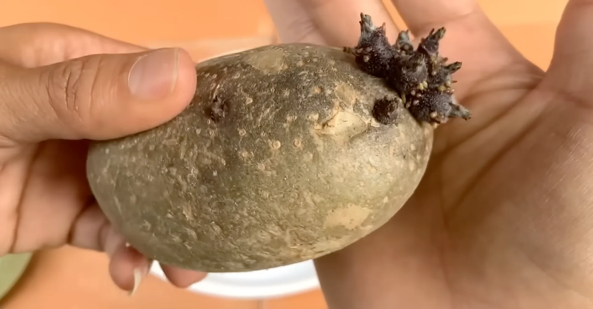 How Potato & Ginger Help Orchids Bloom Repeatedly? screenshot 3