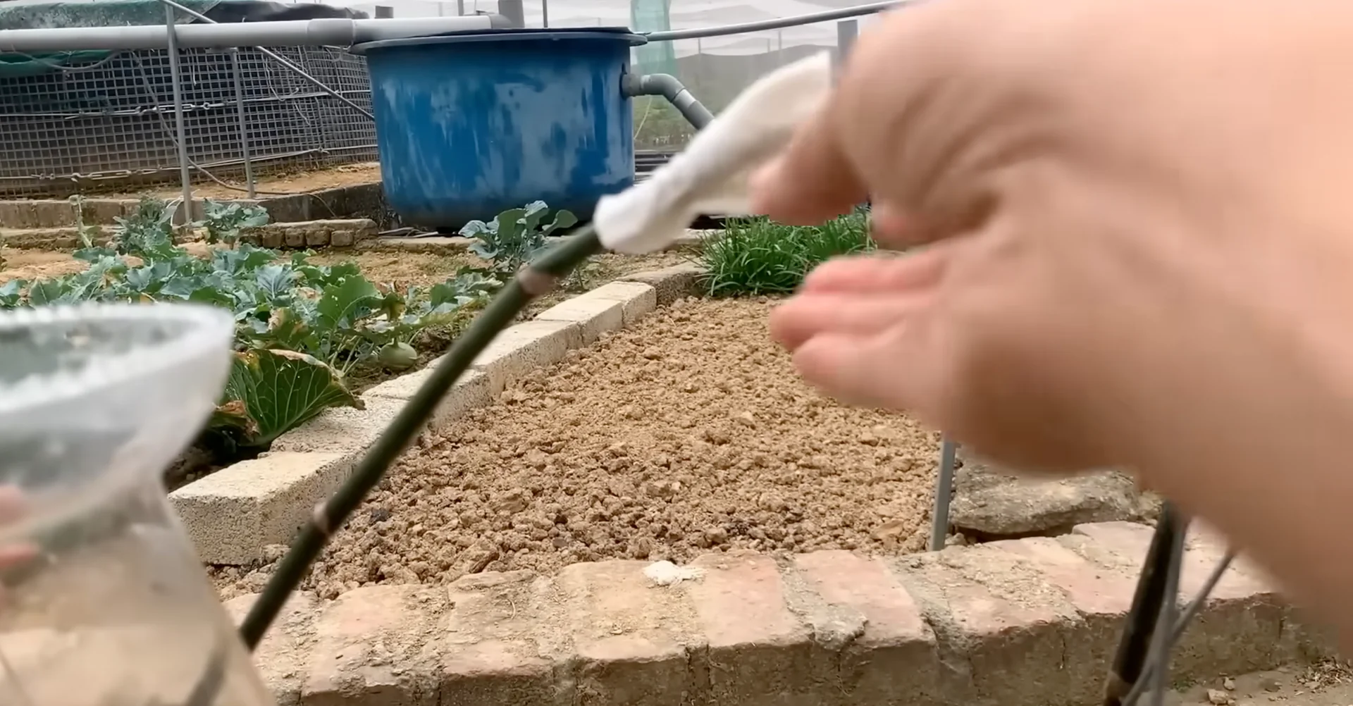 How Potato & Ginger Help Orchids Bloom Repeatedly? screenshot 8