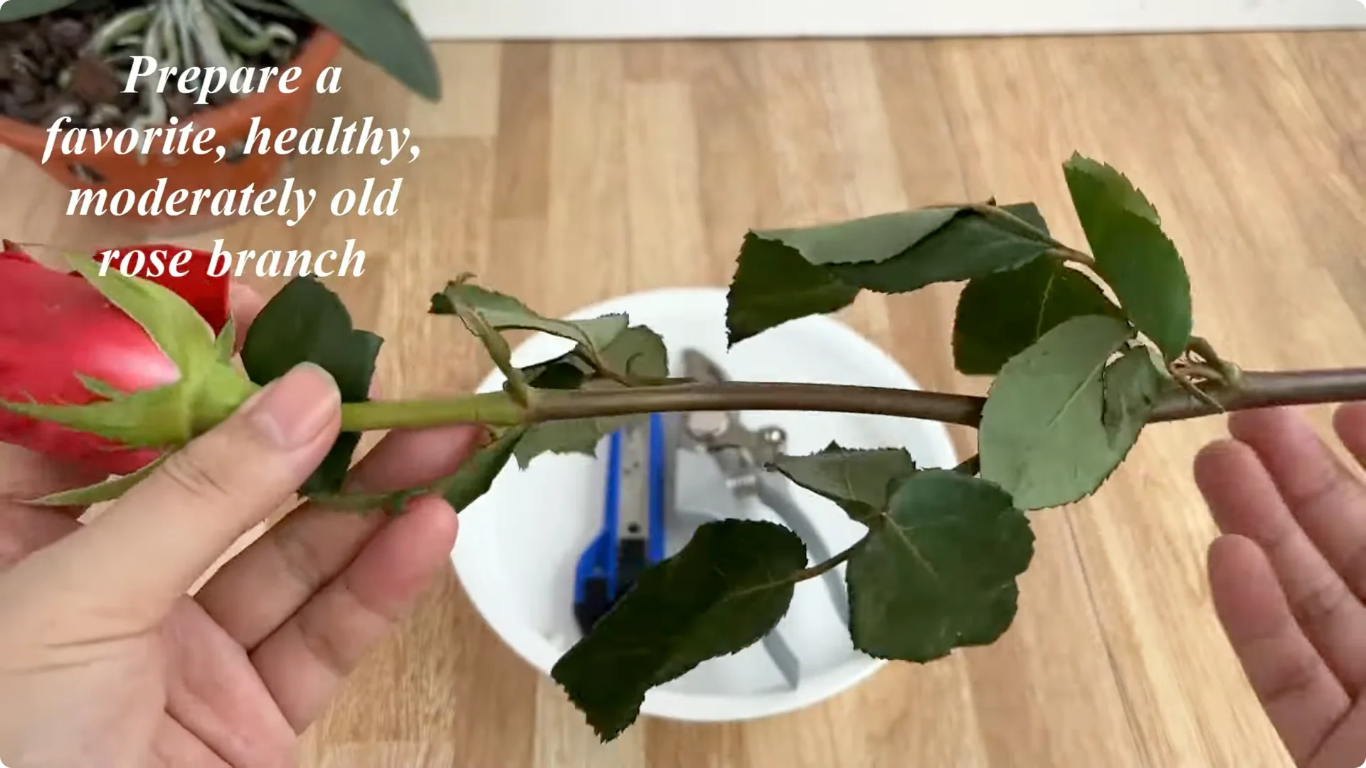 How Rose Branch Cuttings Root and Bloom Overnight screenshot 1