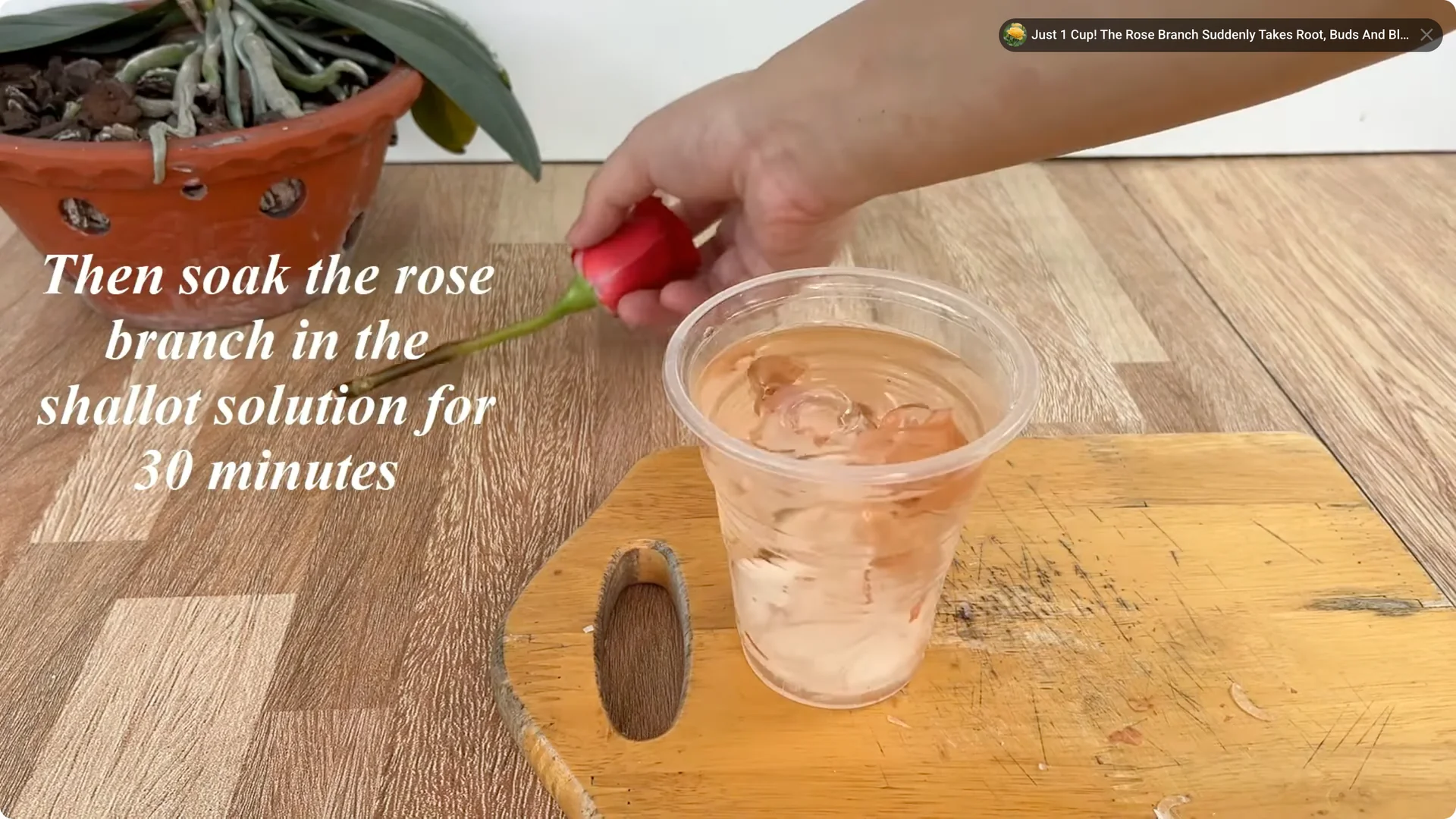 How Rose Branch Cuttings Root and Bloom Overnight screenshot 2