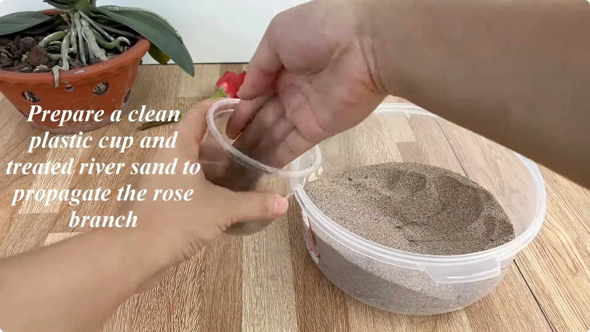 How Rose Branch Cuttings Root and Bloom Overnight screenshot 5