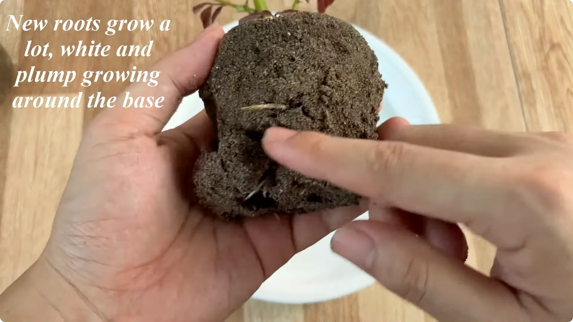 How Rose Branch Cuttings Root and Bloom Overnight screenshot 7