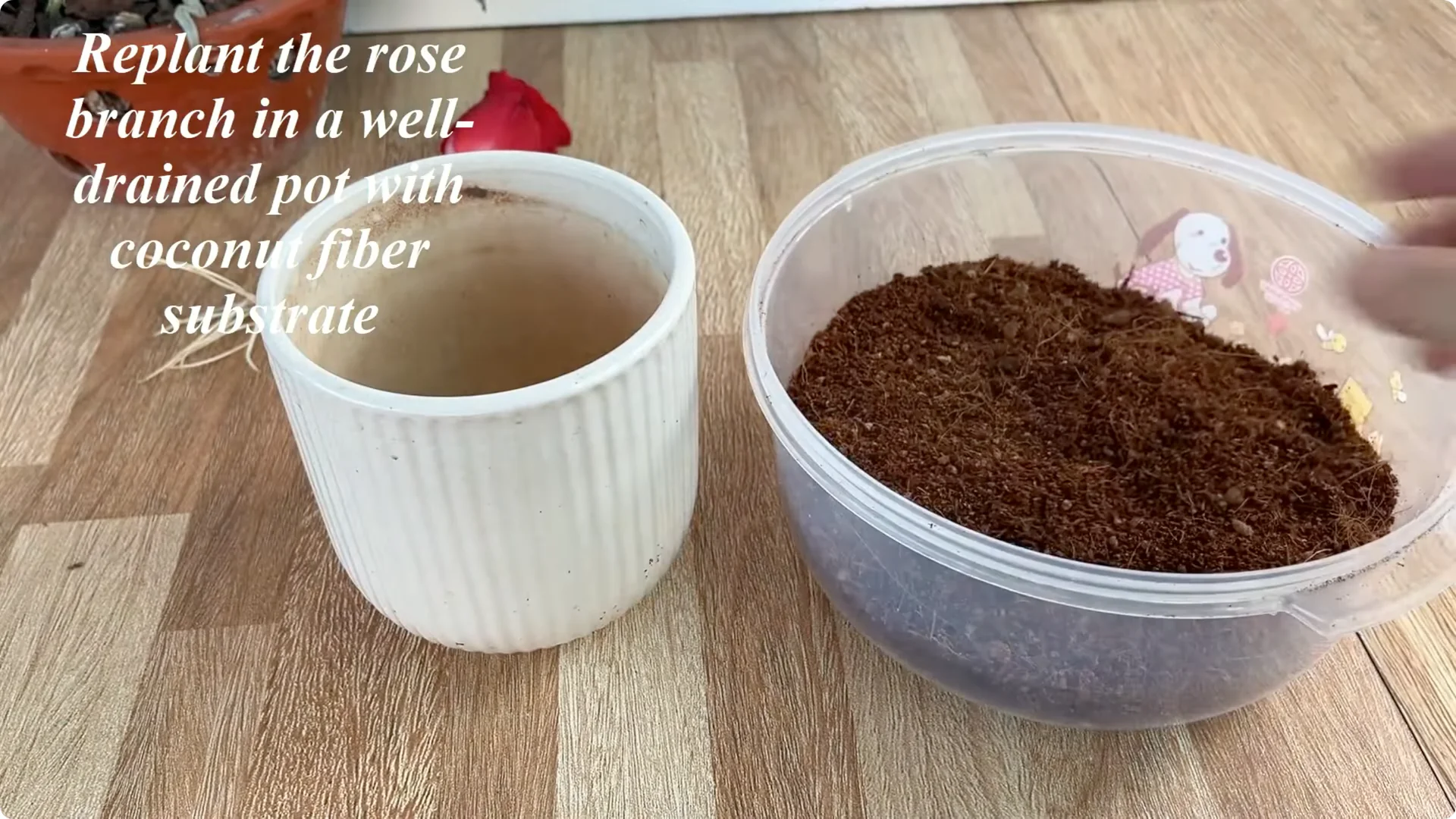 How Rose Branch Cuttings Root and Bloom Overnight screenshot 8