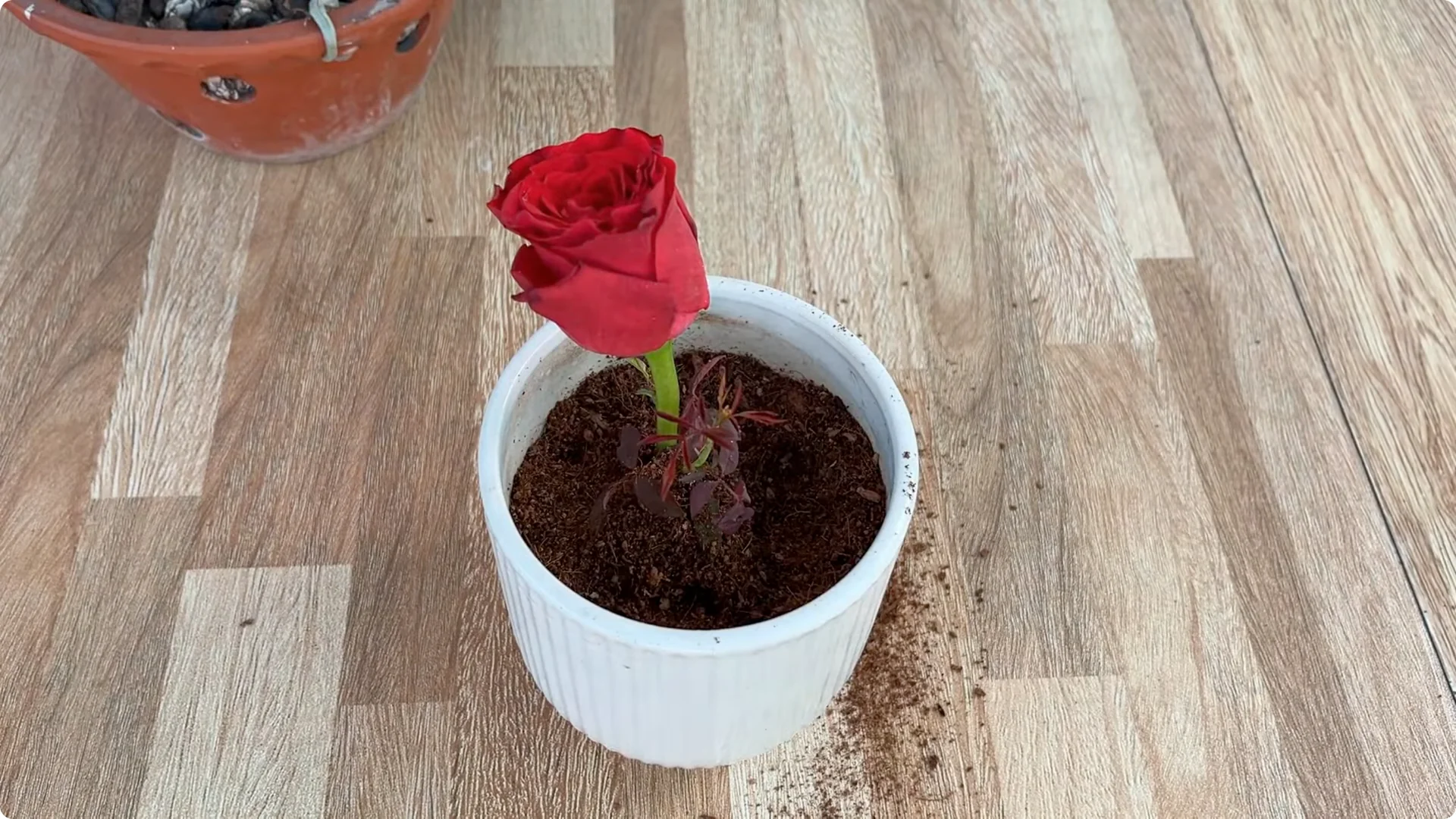 How Rose Branch Cuttings Root and Bloom Overnight screenshot 9