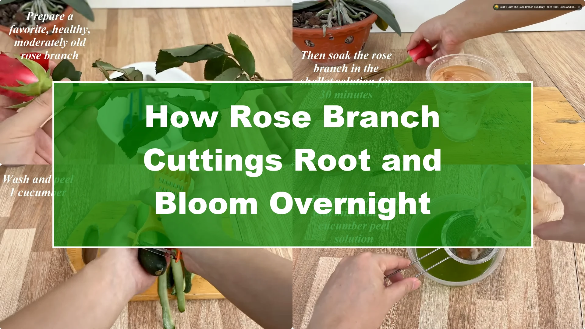 How Rose Branch Cuttings Root and Bloom Overnight - Featured Image