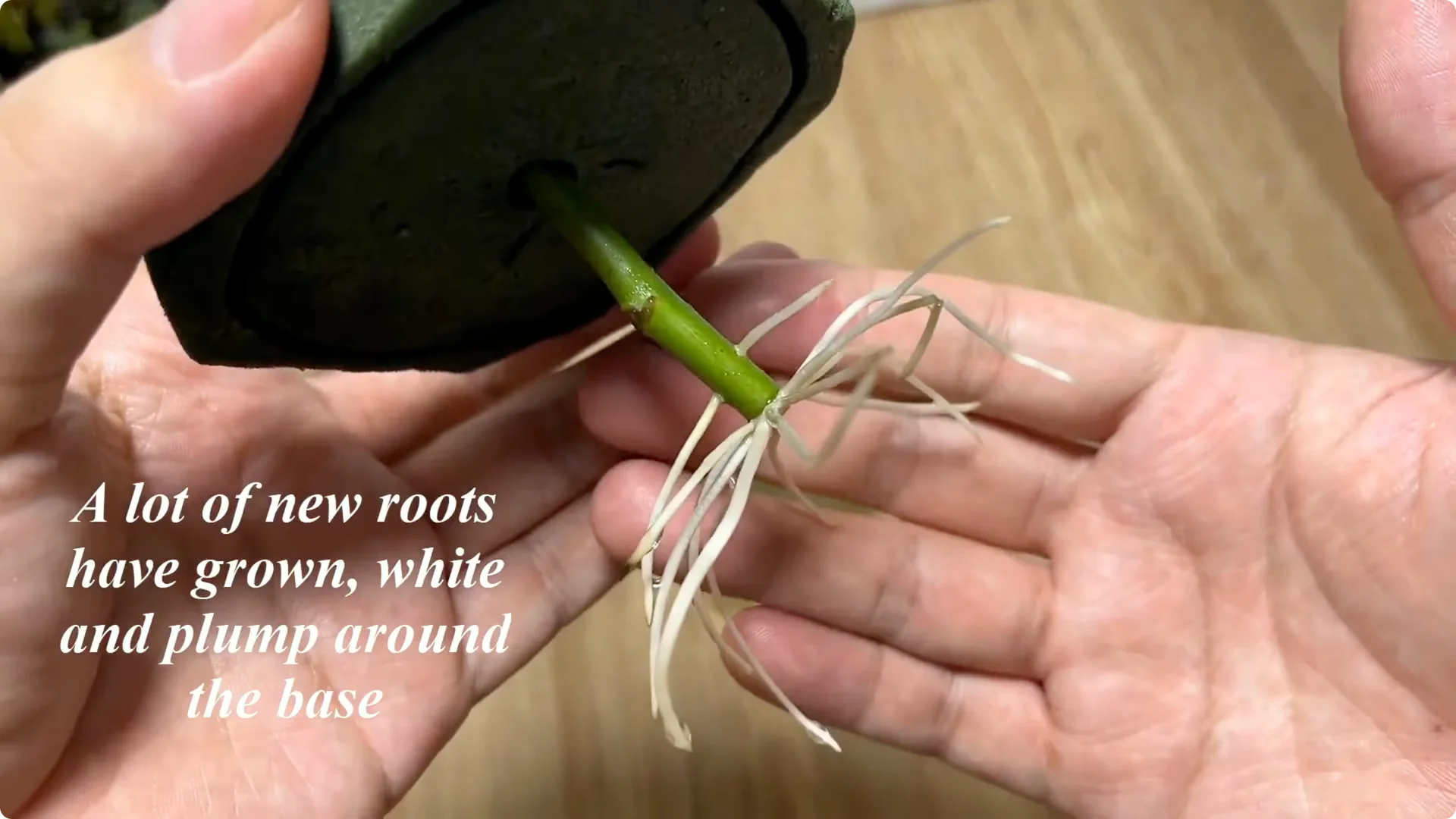 How This Simple Trick Helps Roses Root and Bloom Forever screenshot 5
