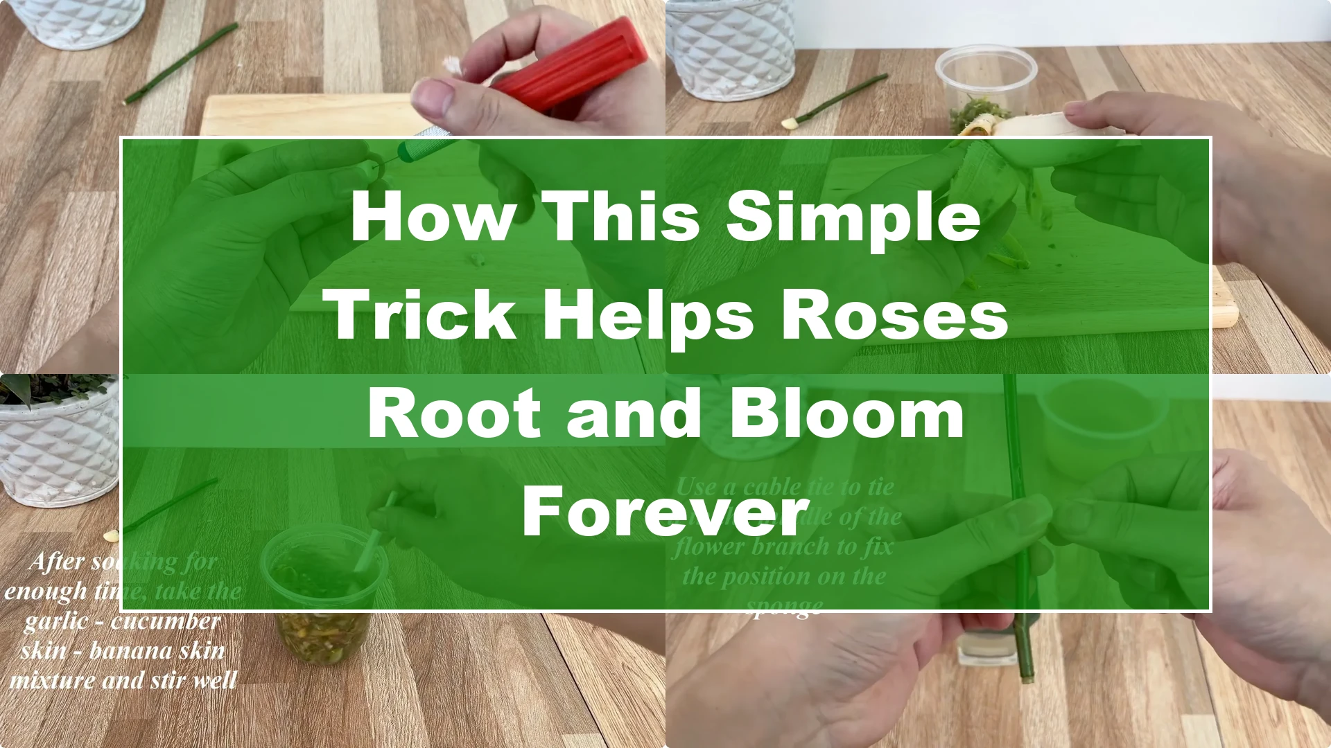How This Simple Trick Helps Roses Root and Bloom Forever - Featured Image